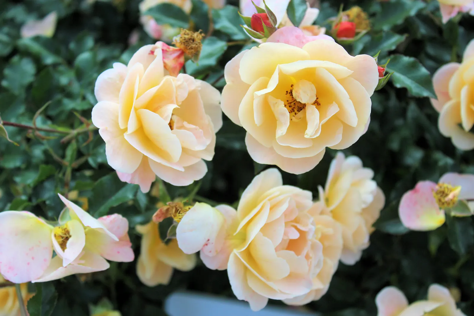 Erfurt Hybrid Tea Rose (Rosa 'Erfurt') — This variety blooms from late spring until frost