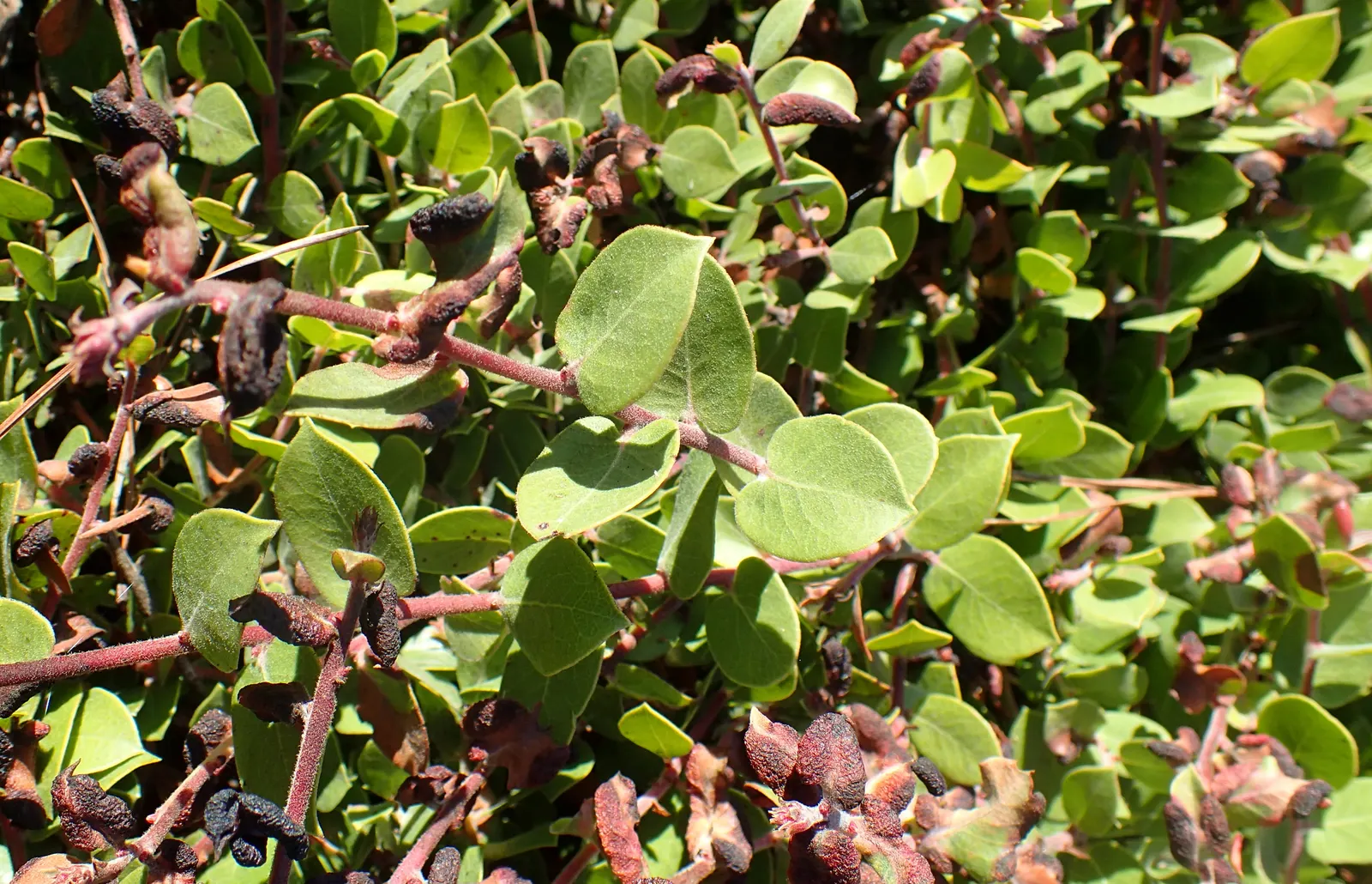 Little Sur Manzanita (Arctostaphylos Edmundsii) — In late winter to early spring