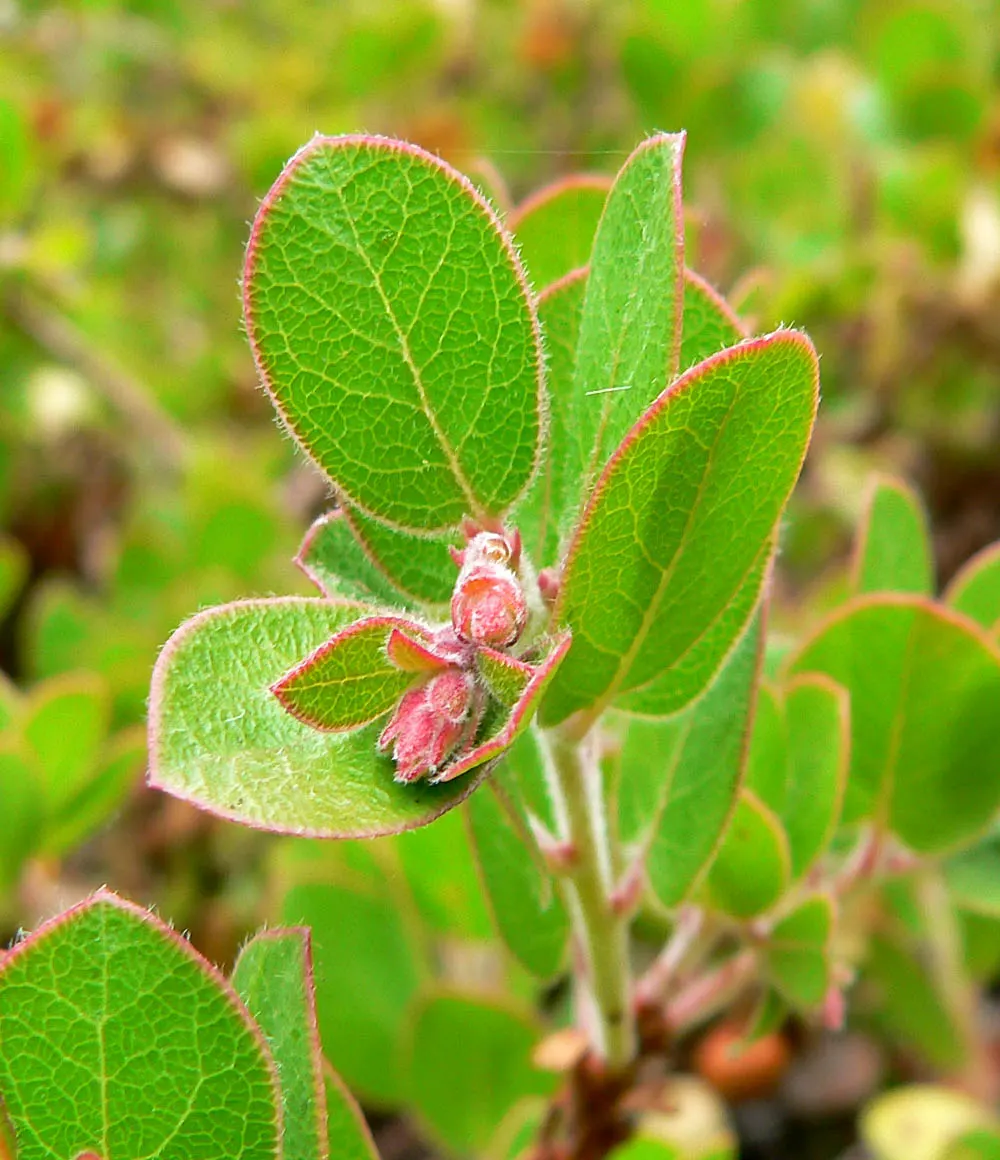 Little Sur Manzanita (Arctostaphylos Edmundsii) — making it an excellent choice for water-wise landscapes