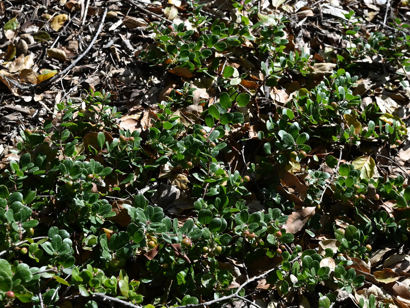 Little Sur Manzanita (Arctostaphylos Edmundsii) — The Little Sur Manzanita, or Arctostaphylos edmundsii, is a low-growing evergreen shrub, native to California