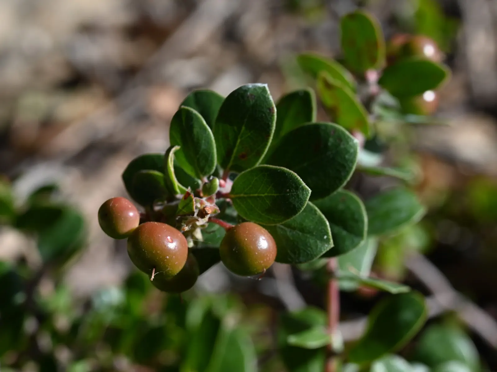 Little Sur Manzanita (Arctostaphylos Edmundsii) — It is an excellent choice for coastal settings and tolerant of salty sea air