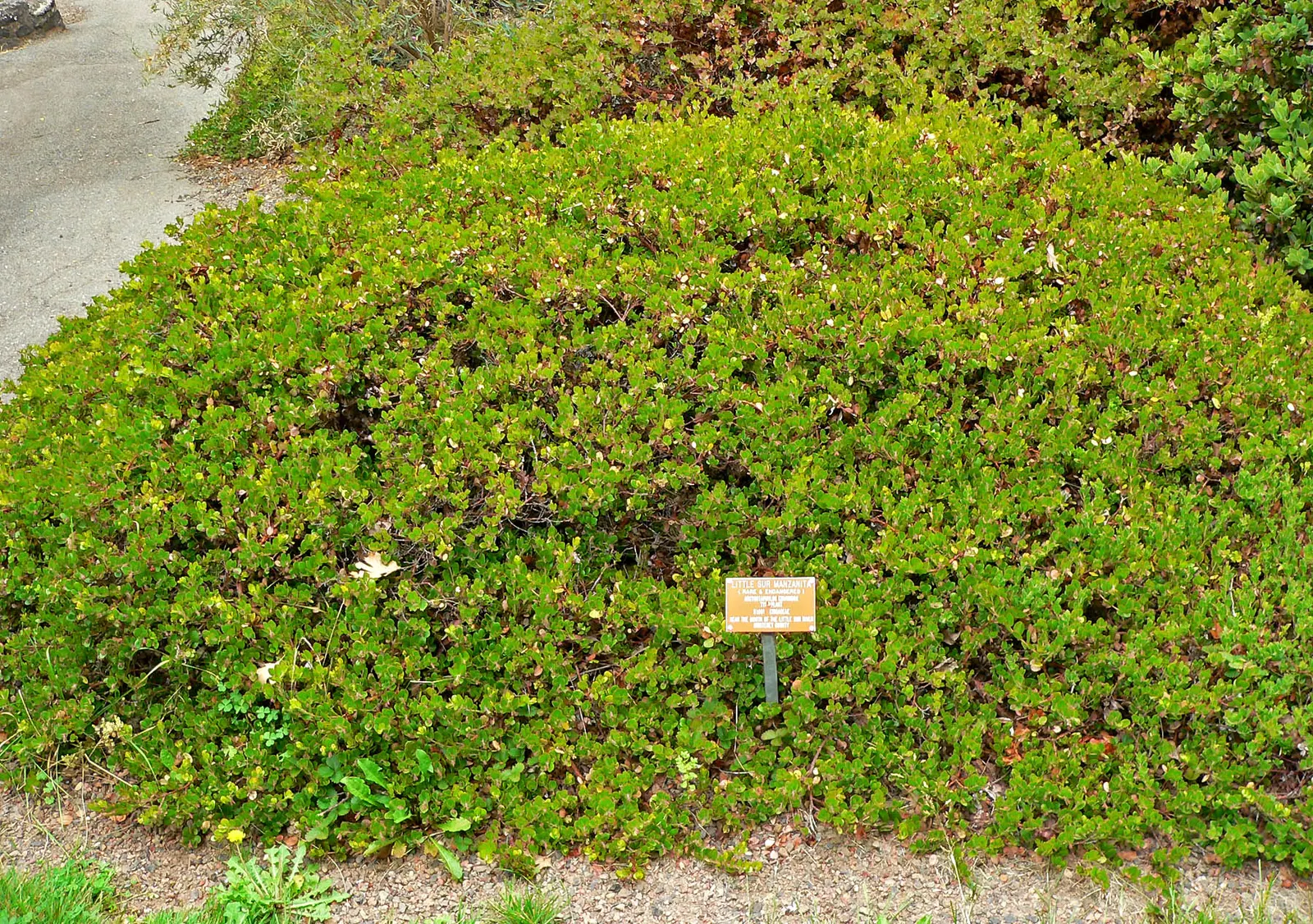 Little Sur Manzanita (Arctostaphylos Edmundsii) — the shrub produces delicate clusters of white to pale pink flowers