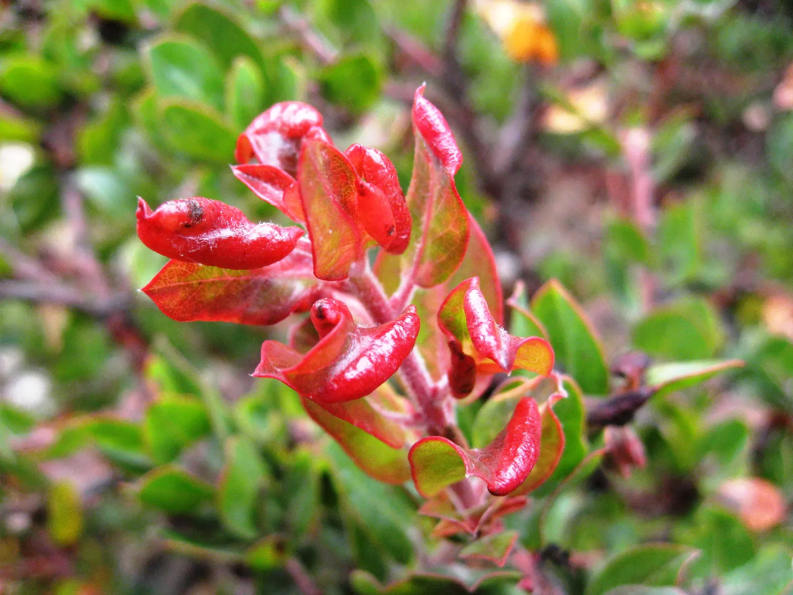 Little Sur Manzanita (Arctostaphylos Edmundsii) — and is drought-tolerant once established