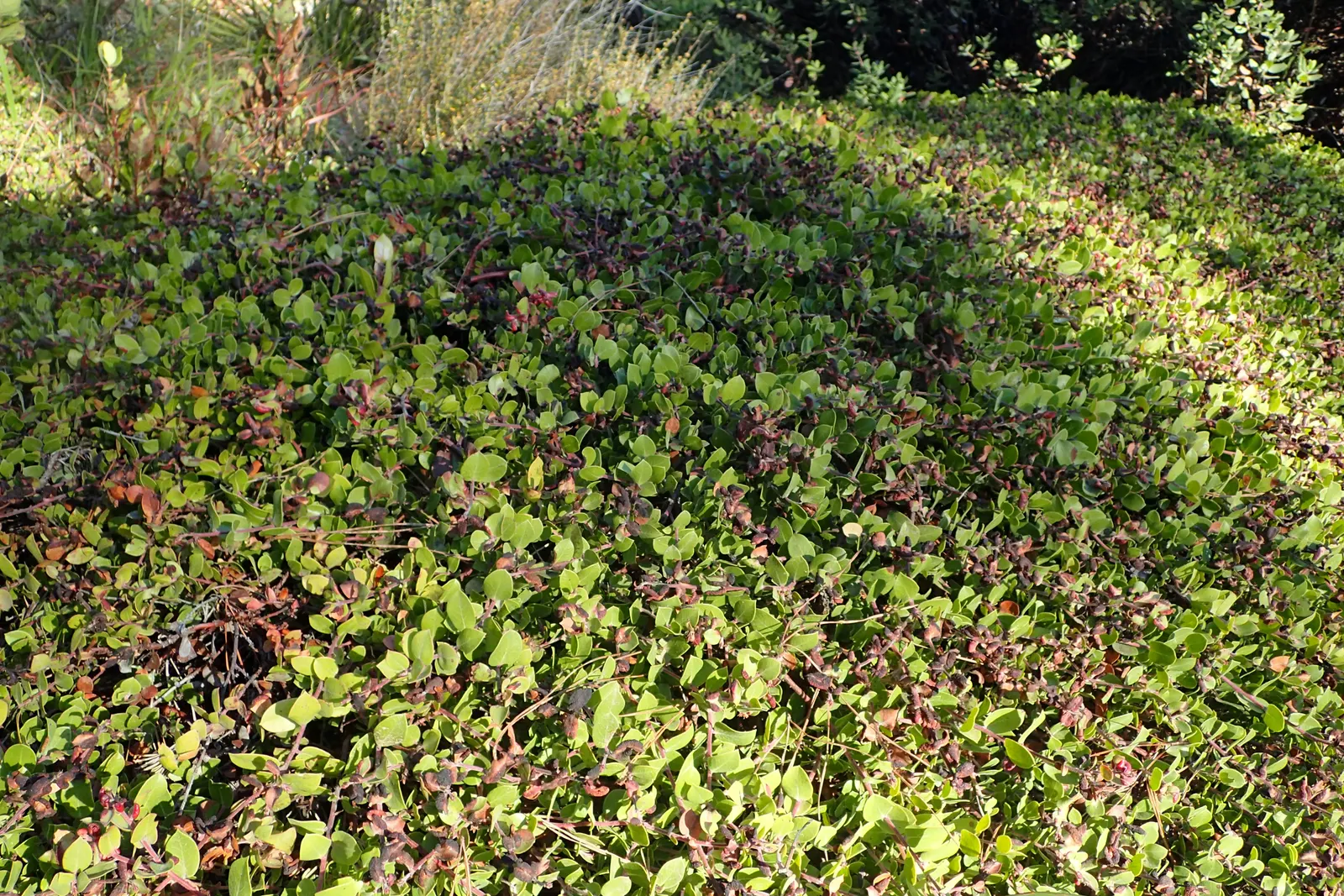 Little Sur Manzanita (Arctostaphylos Edmundsii) — leathery leaves that shade from a deep