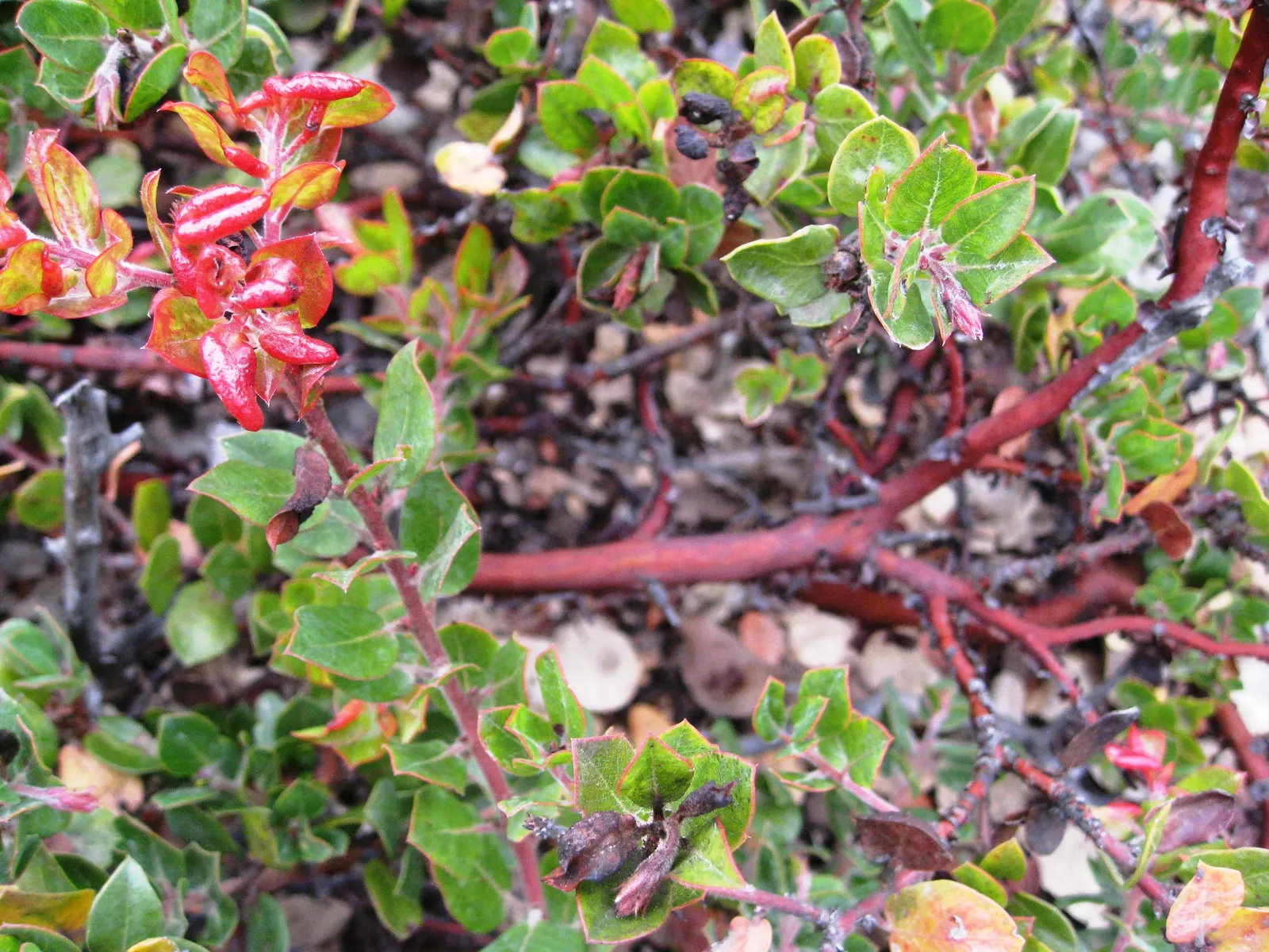 Little Sur Manzanita (Arctostaphylos Edmundsii) — This species typically reaches a modest height of 1 to 2 feet and spreads gracefully up to 6 feet