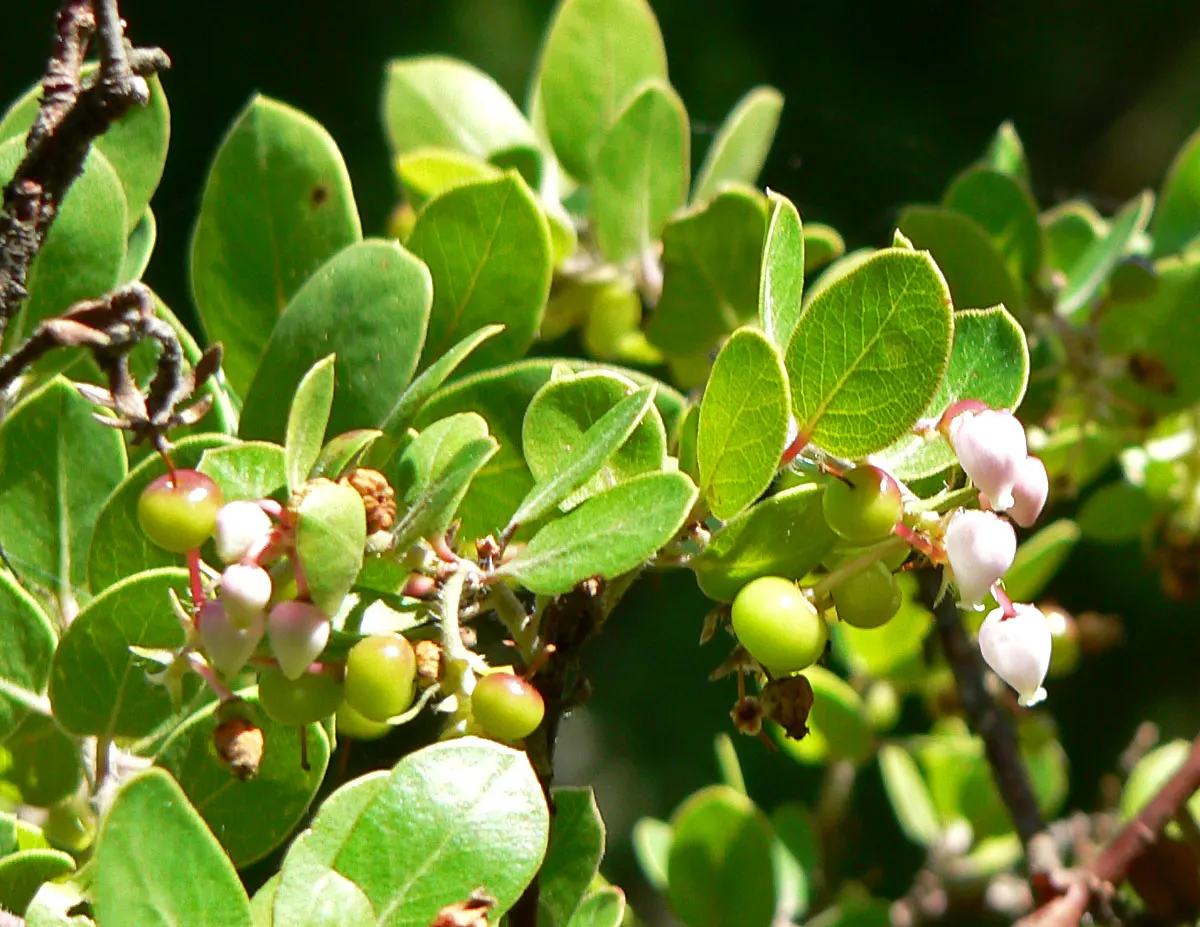 Little Sur Manzanita (Arctostaphylos Edmundsii) — its form being low and mounding