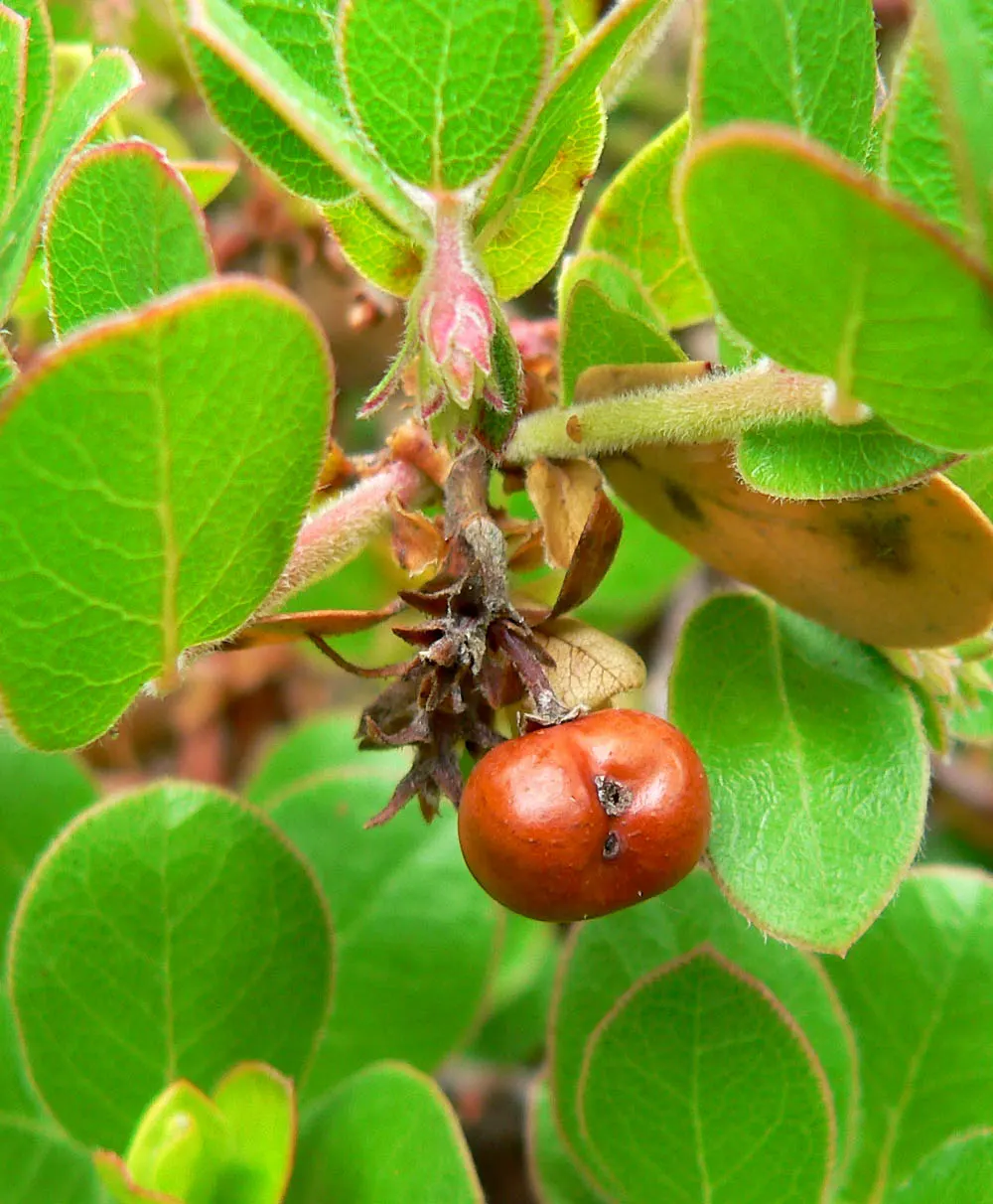 Little Sur Manzanita (Arctostaphylos Edmundsii) — each about 0.2 to 0.4 inches in diameter