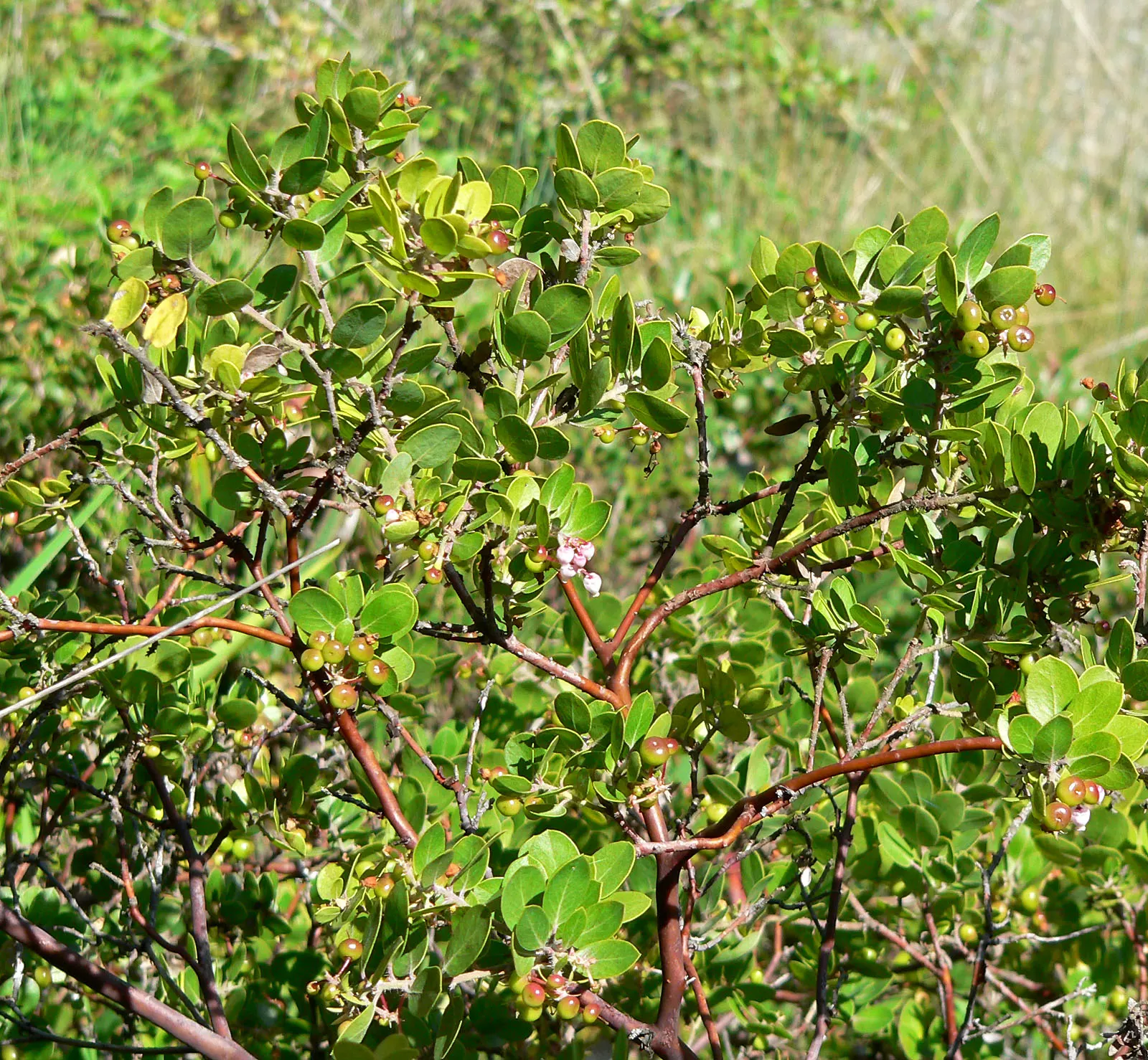 Little Sur Manzanita (Arctostaphylos Edmundsii) — Arctostaphylos edmundsii thrives in full sun to partial shade and well-drained soils