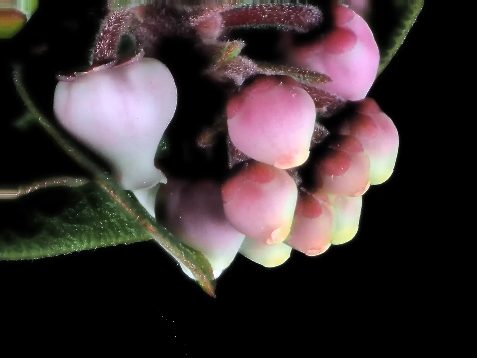 Little Sur Manzanita (Arctostaphylos Edmundsii) — ensure to provide enough space for its spread and consider its watering needs