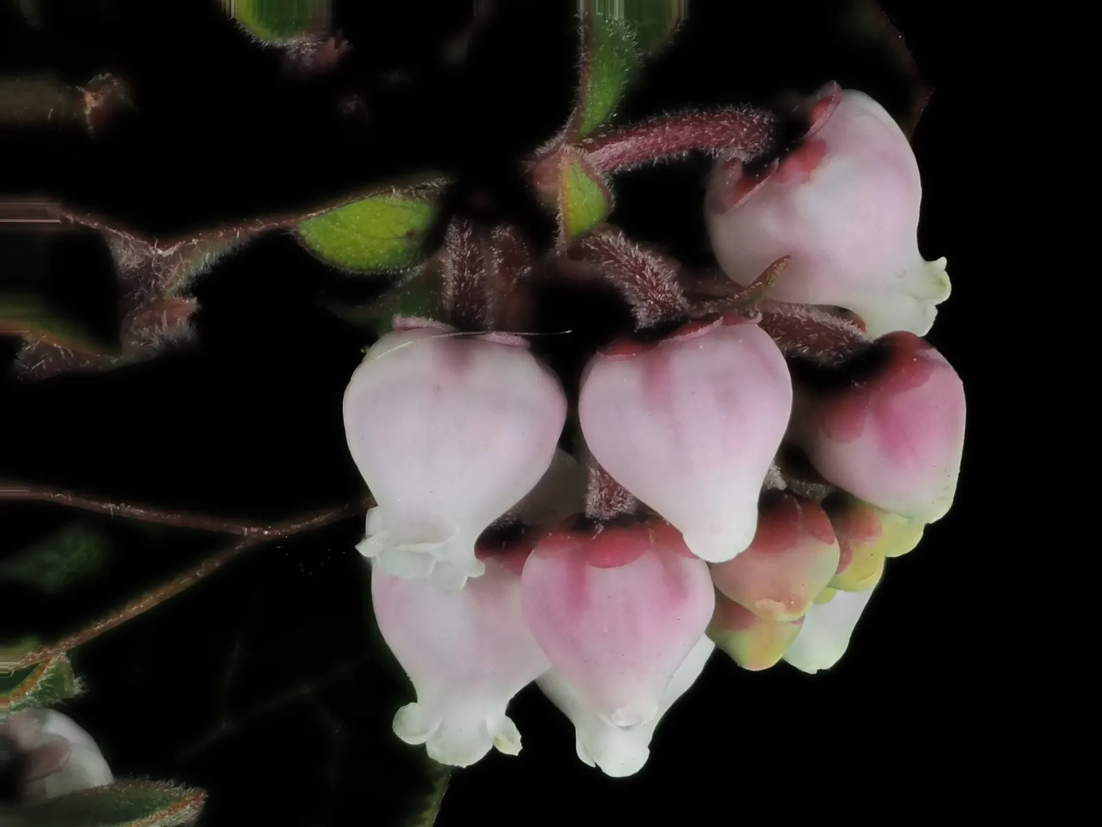 Little Sur Manzanita (Arctostaphylos Edmundsii) — With its dense foliage and rust-colored bark, it adds year-round interest