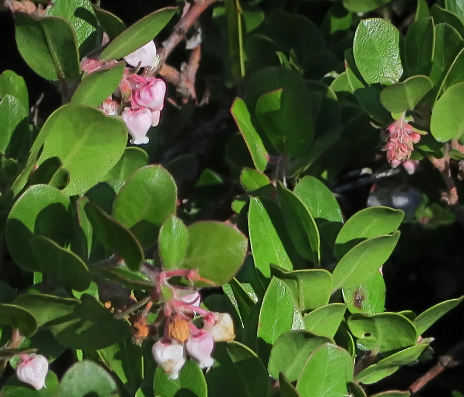 Little Sur Manzanita (Arctostaphylos Edmundsii) — is an evergreen shrub renowned for its sophisticated aesthetic and drought tolerance