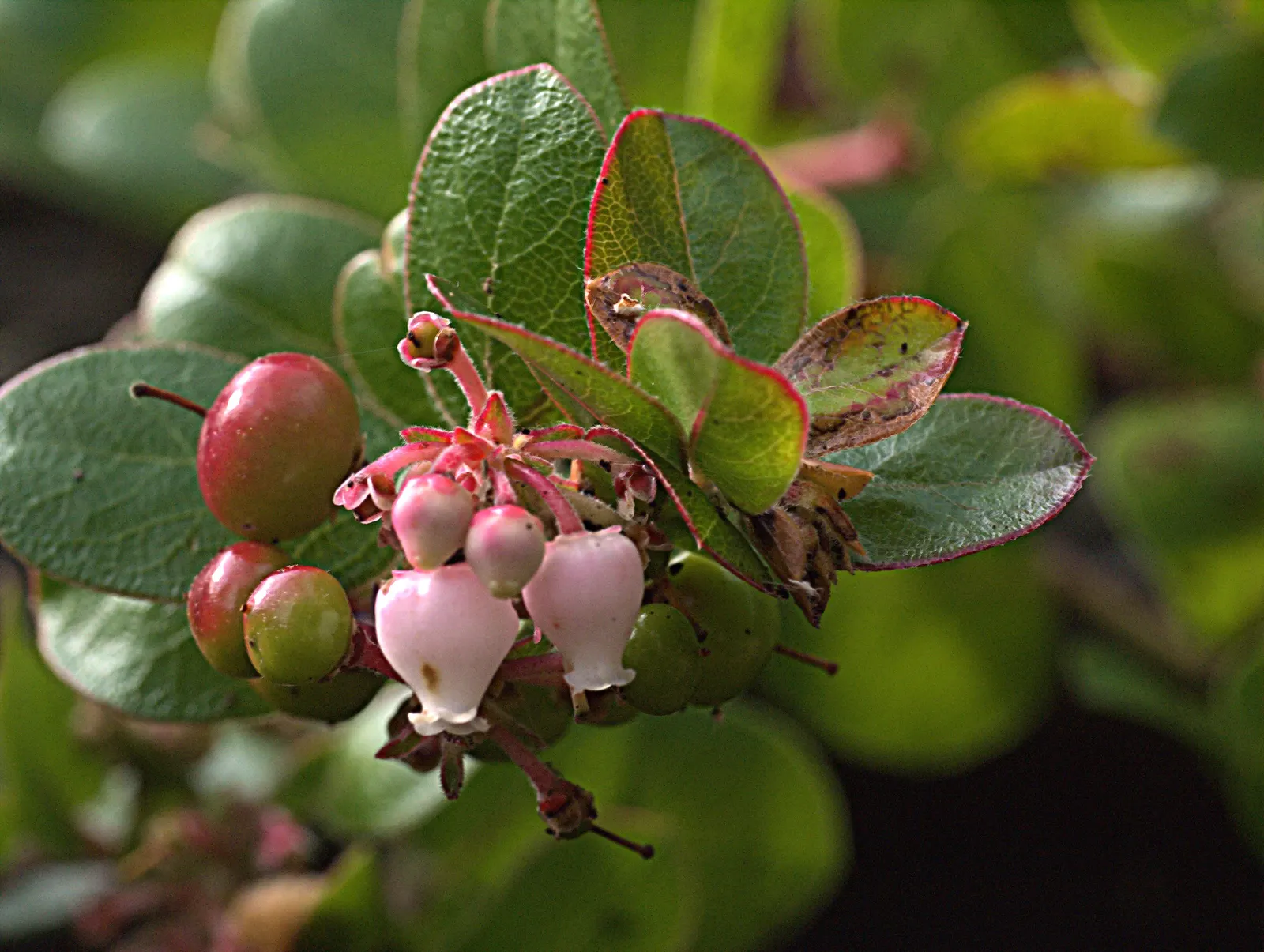 Little Sur Manzanita (Arctostaphylos Edmundsii) — Small, bell-shaped pale pink flowers bloom in winter-spring, attracting pollinators