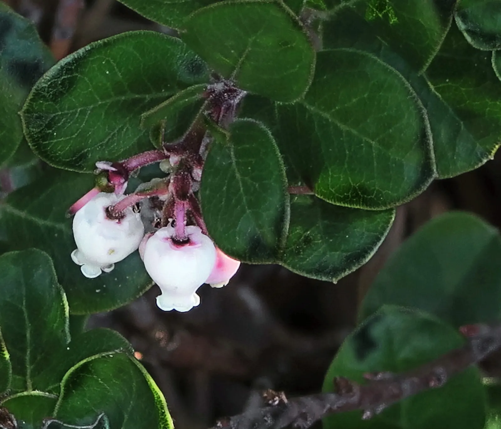 Little Sur Manzanita (Arctostaphylos Edmundsii) — It reaches 1-2 feet in height and spreads 6-10 feet wide
