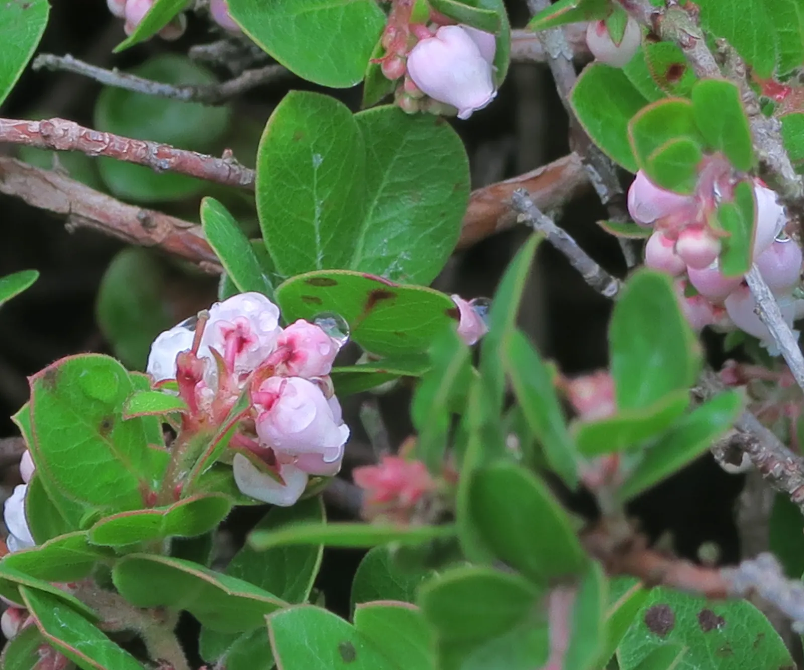 Little Sur Manzanita (Arctostaphylos Edmundsii) — commonly referred to as the Little Sur Manzanita