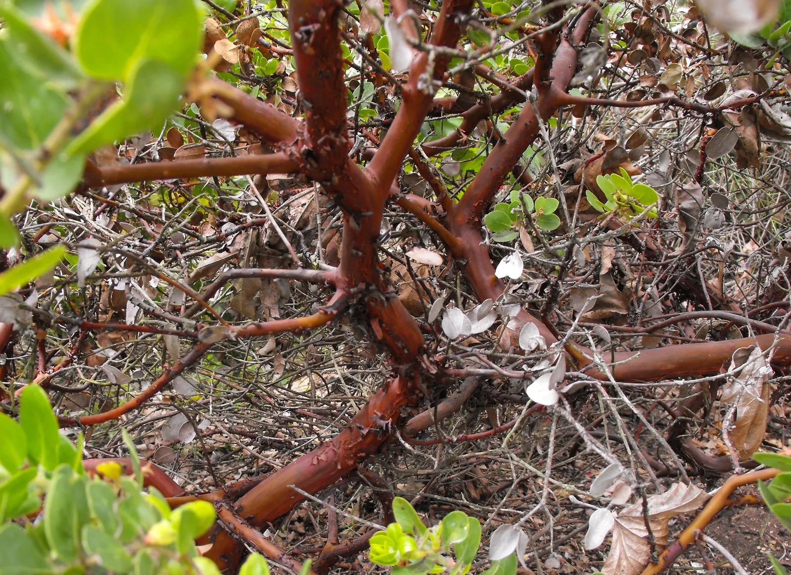 Little Sur Manzanita (Arctostaphylos Edmundsii) — When designing a garden with this plant
