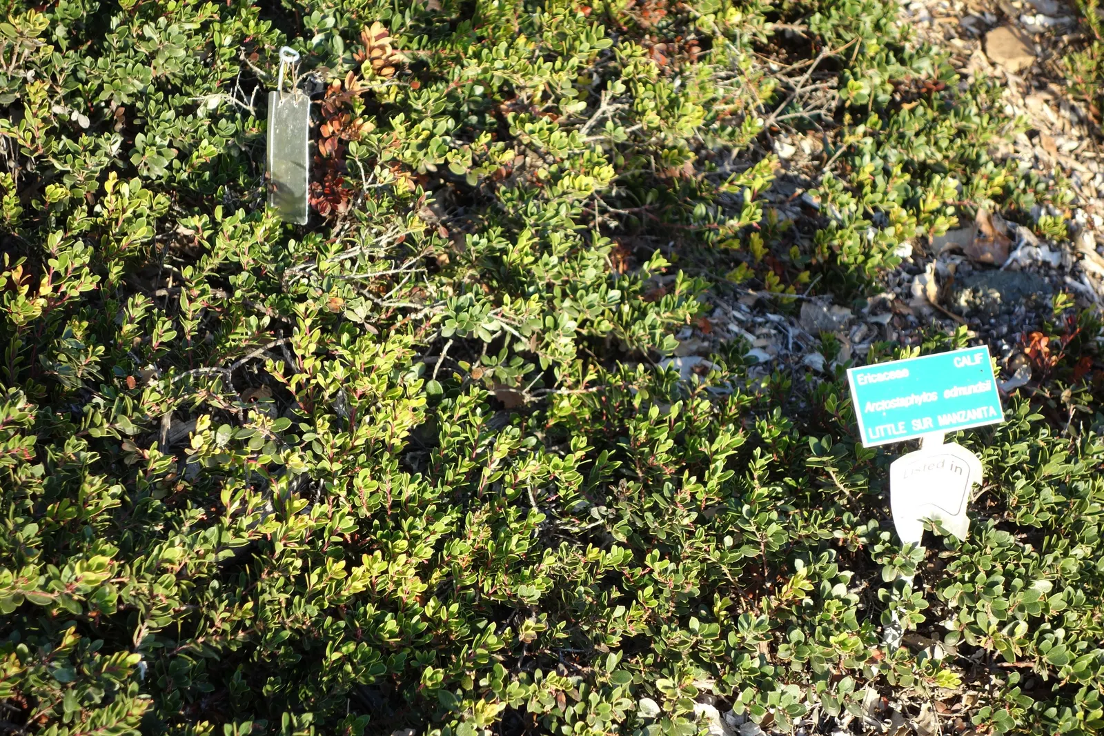 Little Sur Manzanita (Arctostaphylos Edmundsii) — making it a versatile addition to many landscape designs