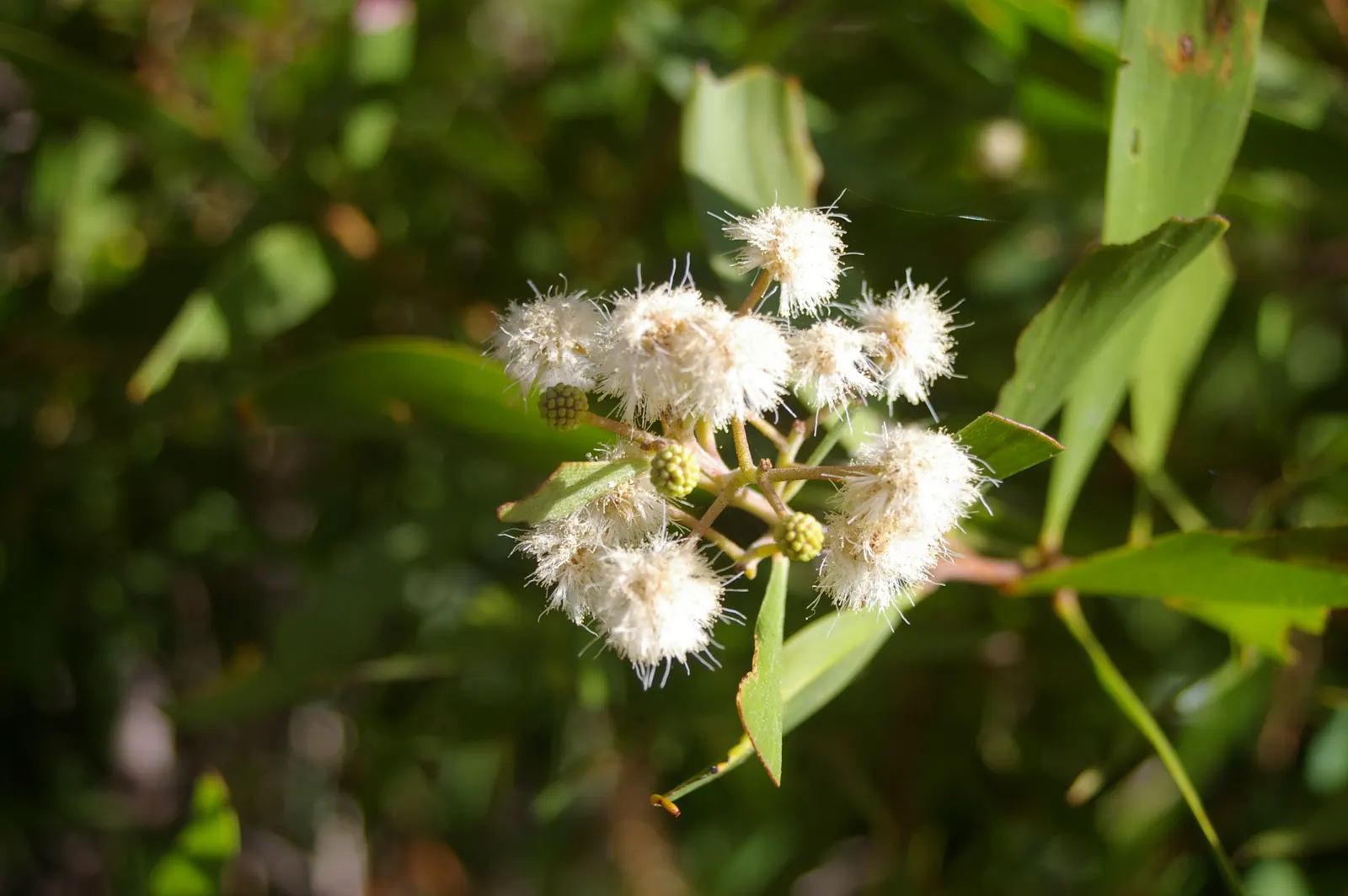 Blackwood Acacia (Acacia Melanoxylon) — each measuring up to 4 inches long; is an evergreen tree renowned for both its ornamental and functional, image 77