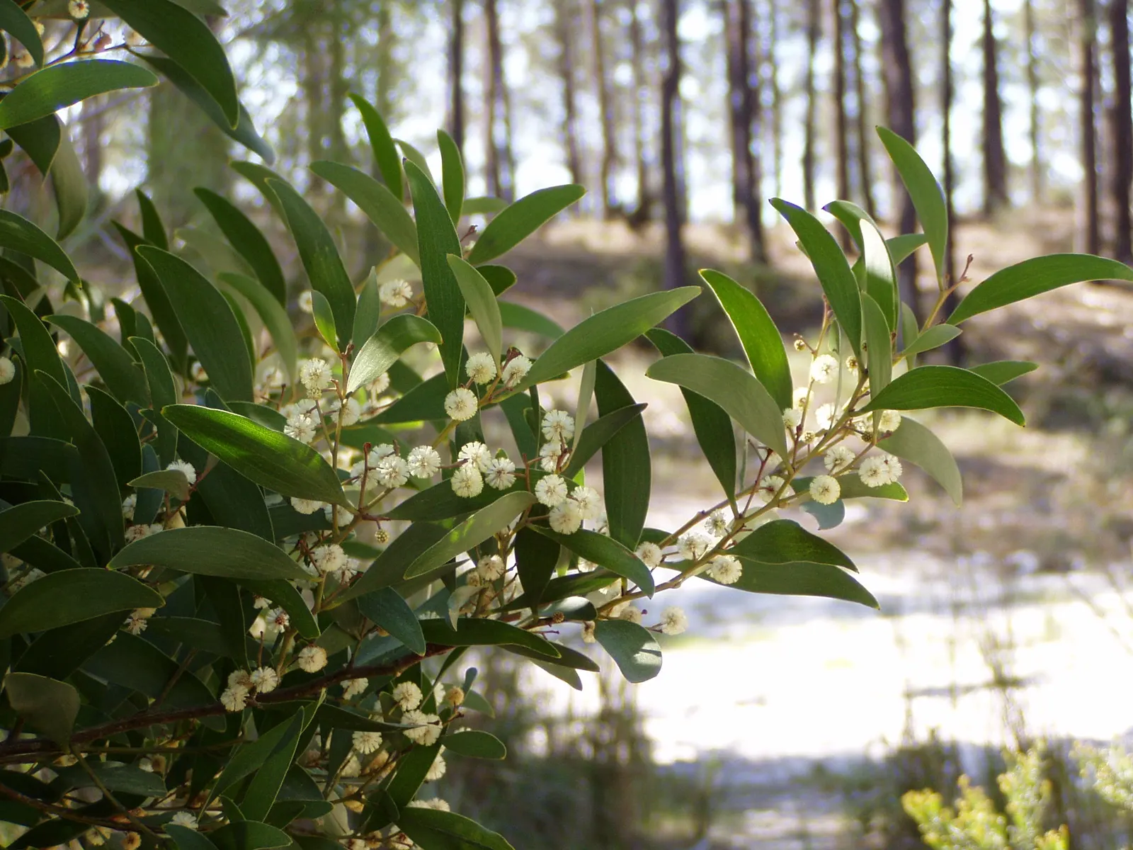 Blackwood Acacia (Acacia Melanoxylon) — yet the tree also accepts occasional wet conditions