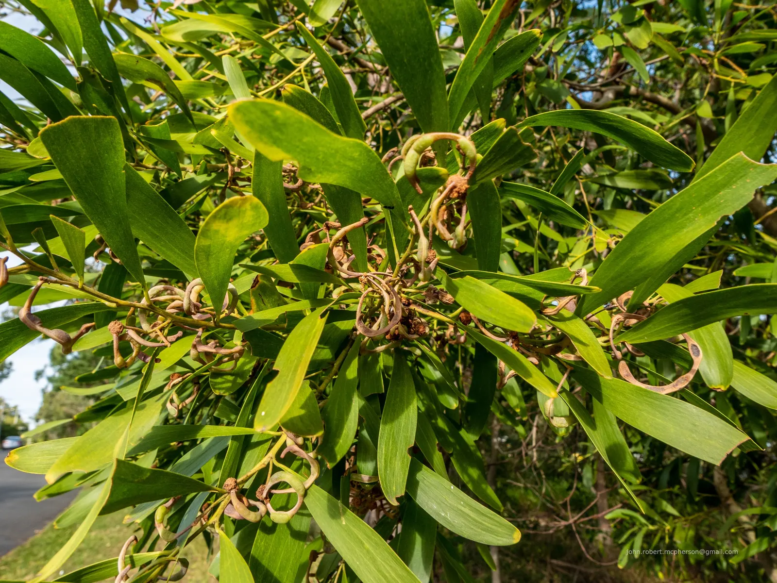Blackwood Acacia (Acacia Melanoxylon) — tree with white blooms; although it prefers well-drained soils, image 92