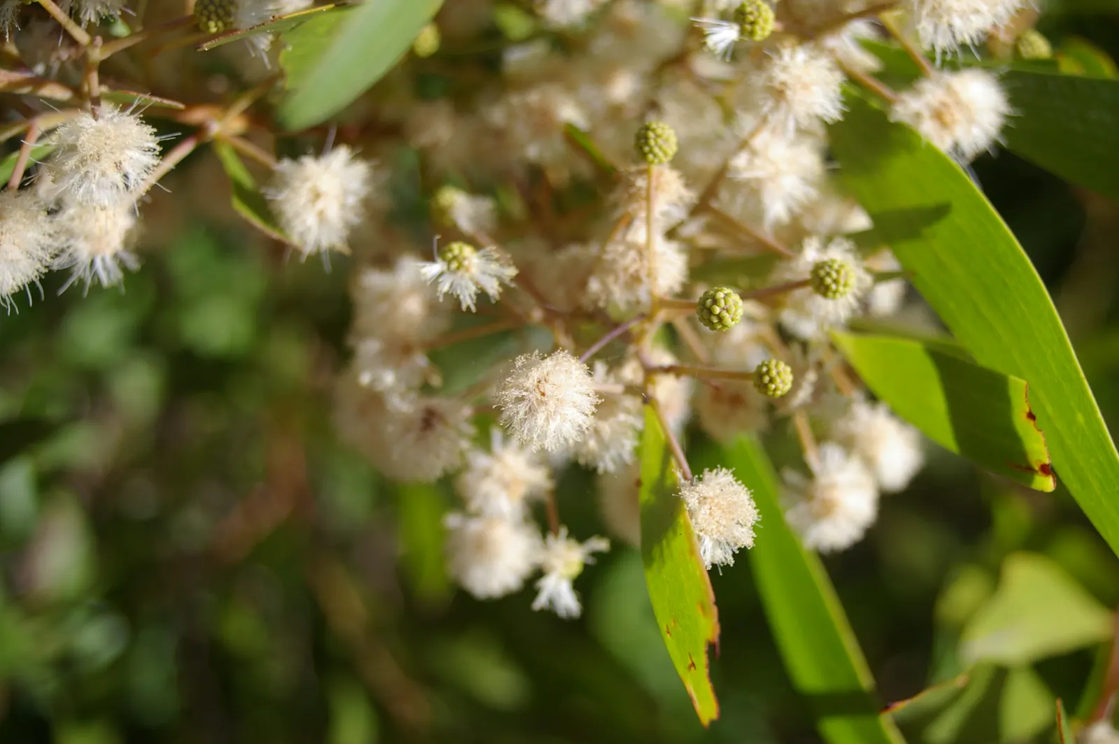 Blackwood Acacia (Acacia Melanoxylon) — fast-growing tree native to Australia; this adaptable species quickly flourishes to reach an impressive height of 30 to