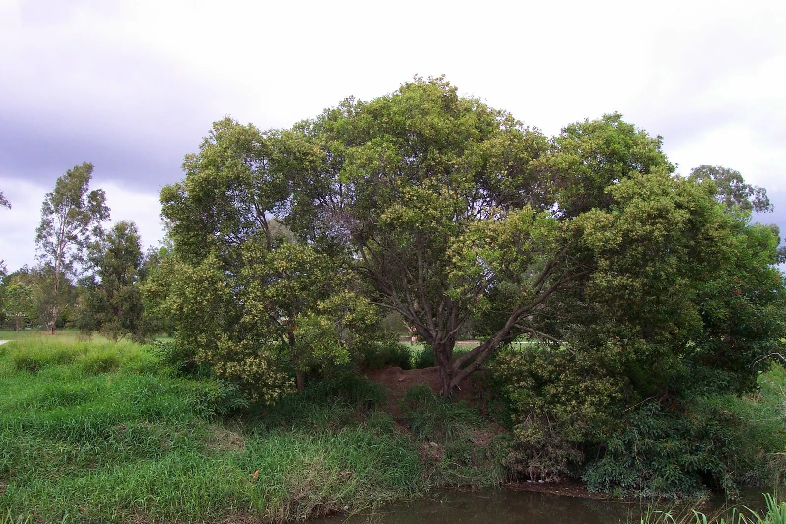 Blackwood Acacia (Acacia Melanoxylon) — Originating from southeastern Australia