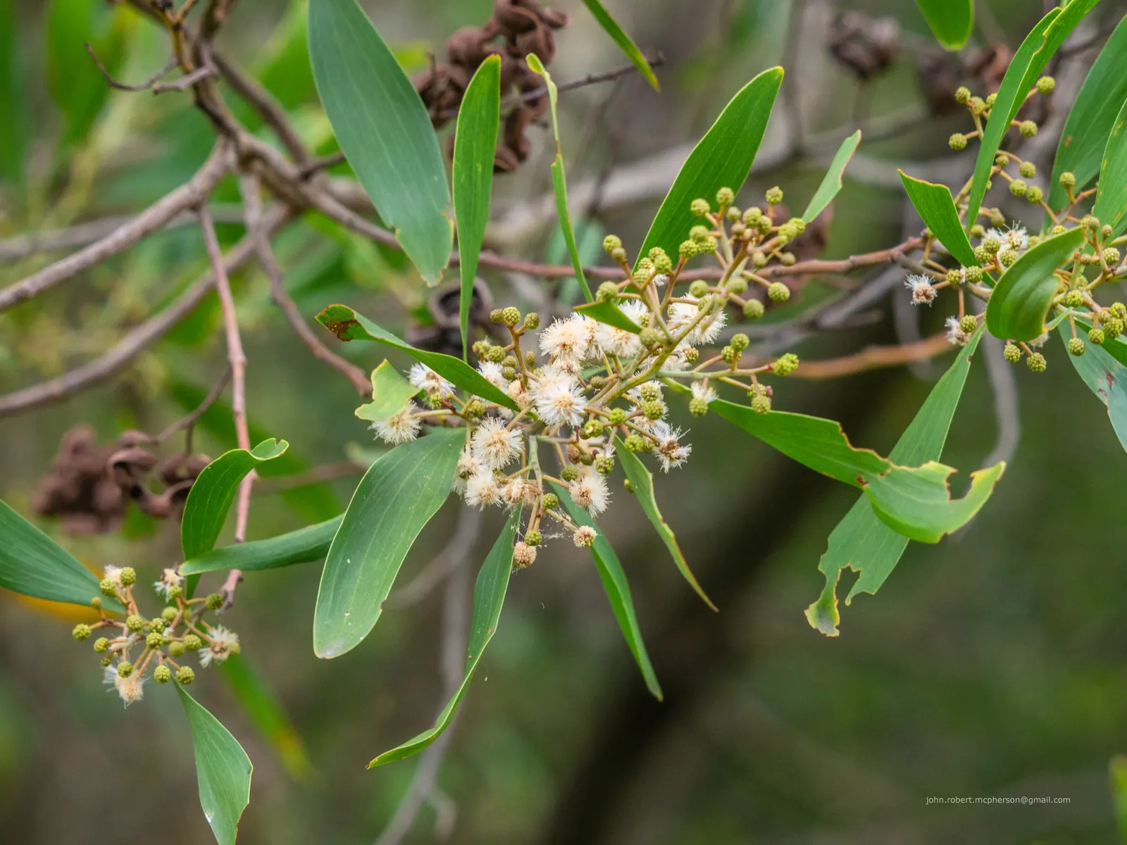 Blackwood Acacia (Acacia Melanoxylon) — functioning both as an elegant