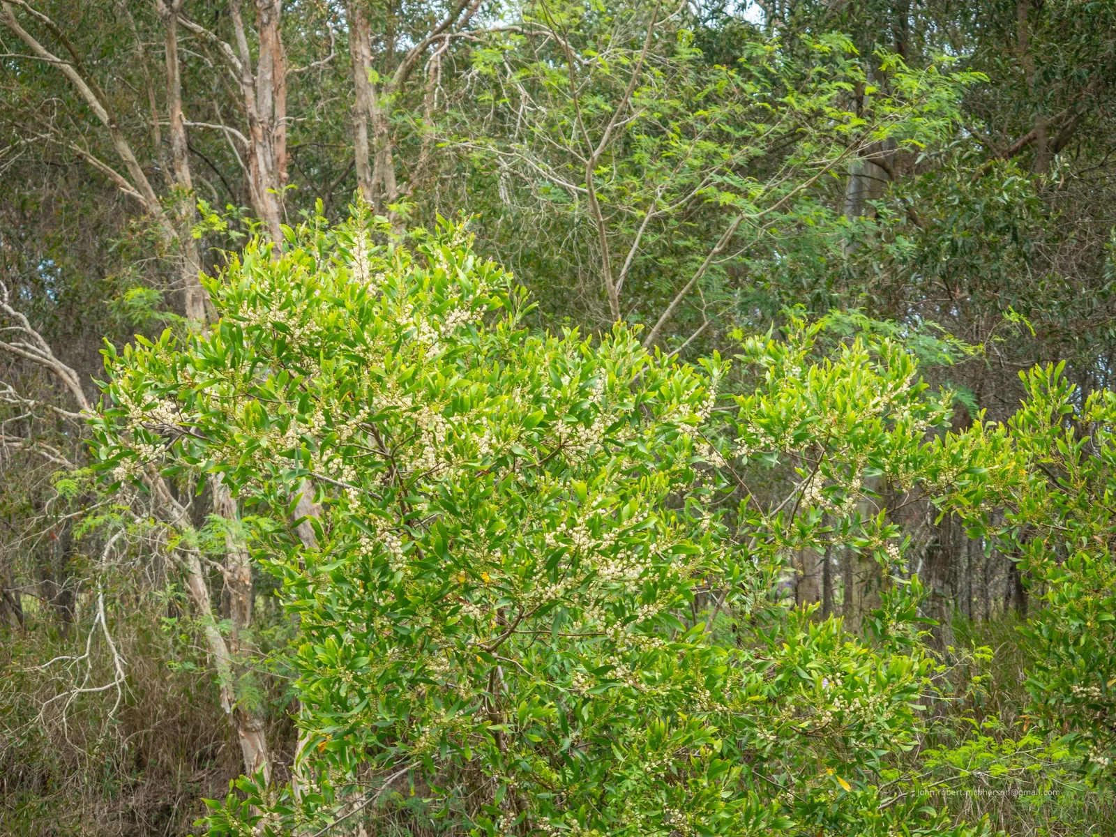 Blackwood Acacia (Acacia Melanoxylon) — tree for full; it's a favorable selection for clients who appreciate both beauty and resilience in their, image 93