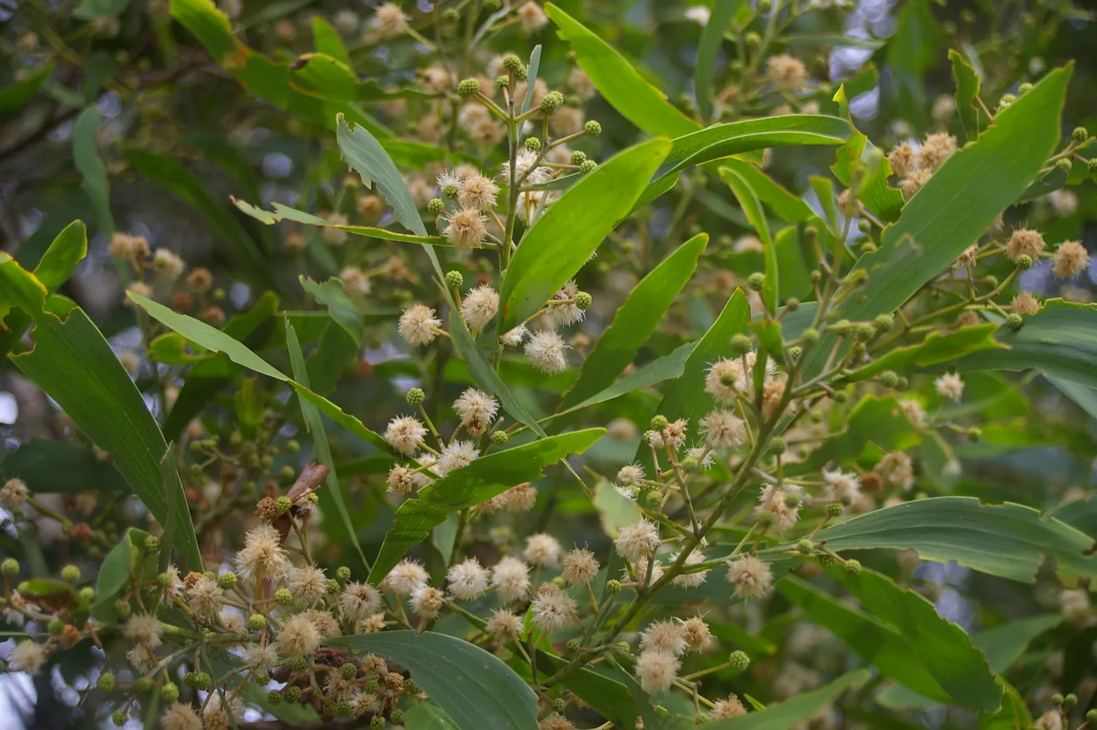 Blackwood Acacia (Acacia Melanoxylon) — it's a favorable selection for clients who appreciate both beauty and resilience in their garden