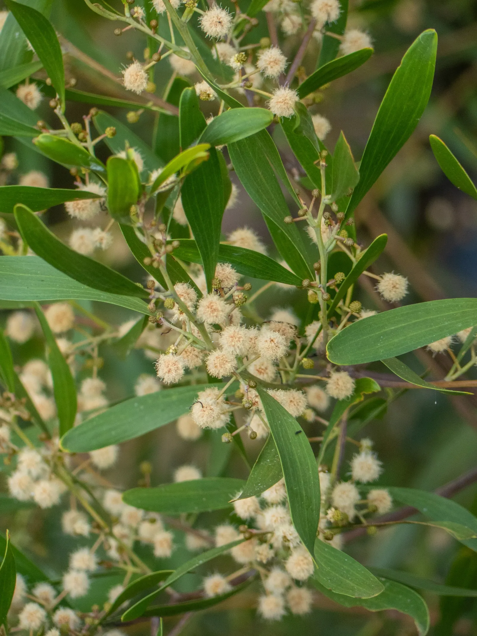 Blackwood Acacia (Acacia Melanoxylon) — solitary specimen and as part of a mixed screen or windbreak
