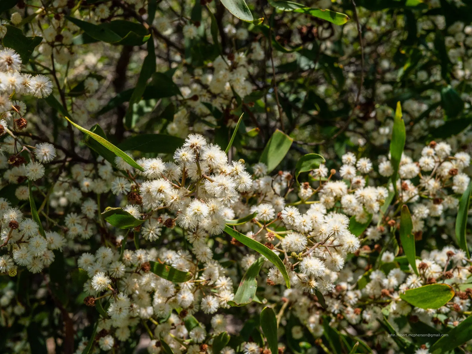 Blackwood Acacia (Acacia Melanoxylon) — Blackwood Acacia (Acacia melanoxylon) is an evergreen; it features dense, dark green foliage with a weeping habit and