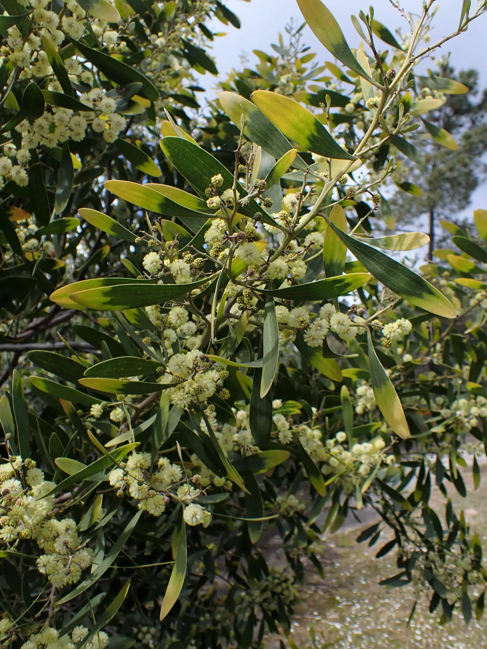 Blackwood Acacia (Acacia Melanoxylon) — reaching up to 100 ft tall