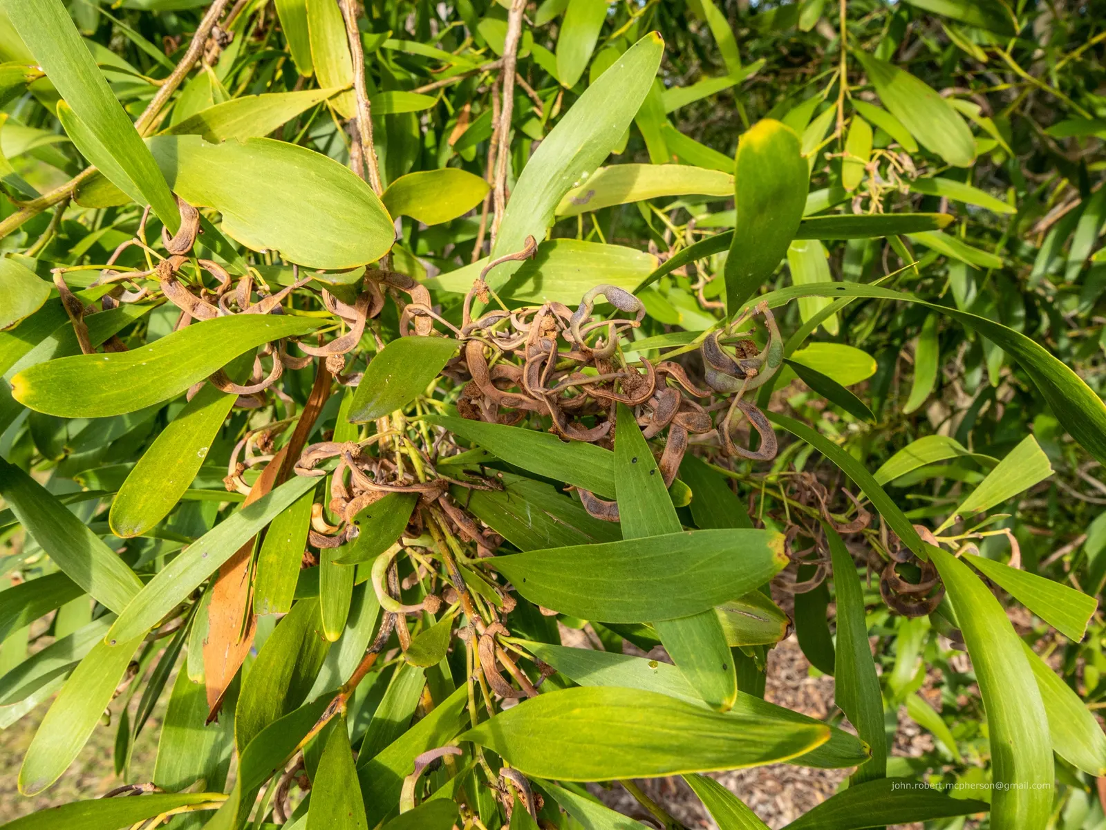 Blackwood Acacia (Acacia Melanoxylon) — is an evergreen tree renowned for both its ornamental and functional benefits; white flowers in the garden, image 71