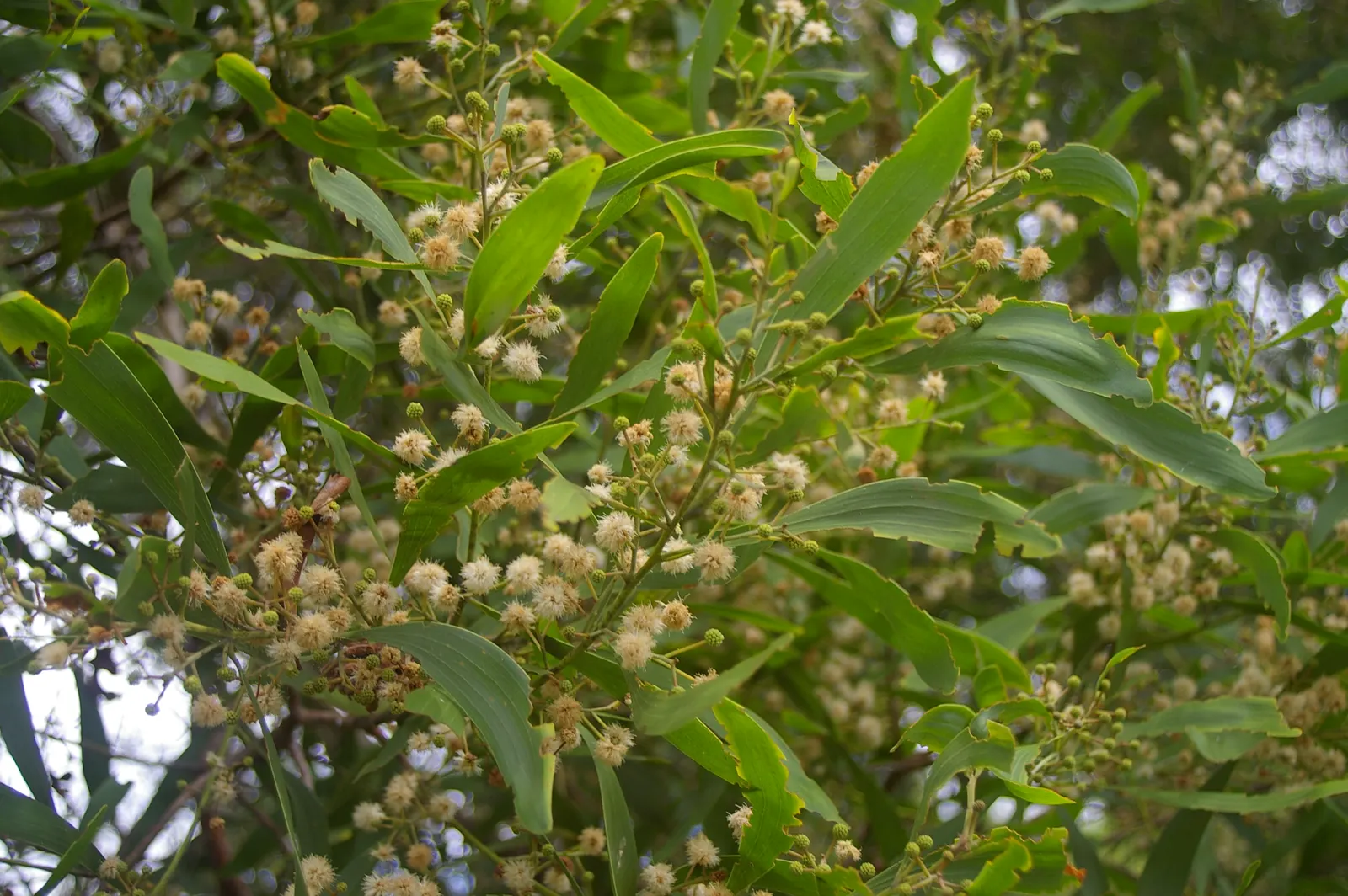 Blackwood Acacia (Acacia Melanoxylon) — Its drought tolerance is noteworthy; with minimal maintenance requirements and a hardy constitution, image 84