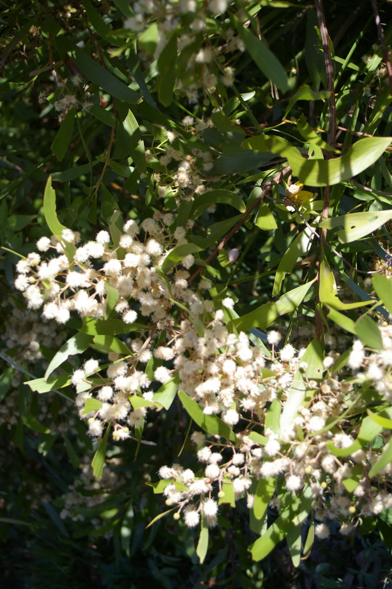 Blackwood Acacia (Acacia Melanoxylon) — It features dense, dark green foliage with a weeping habit and pale yellow flowers in spring; functioning, image 66