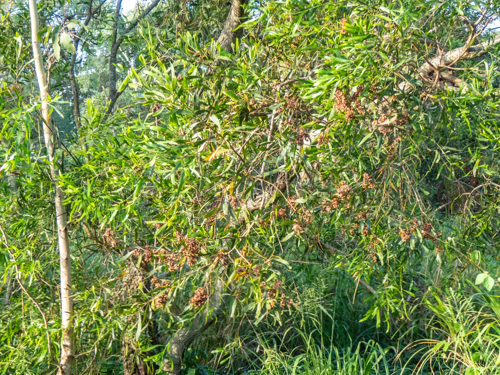Blackwood Acacia (Acacia Melanoxylon) — solitary specimen and as part of a mixed screen or windbreak; making it a versatile choice for diverse, image 88
