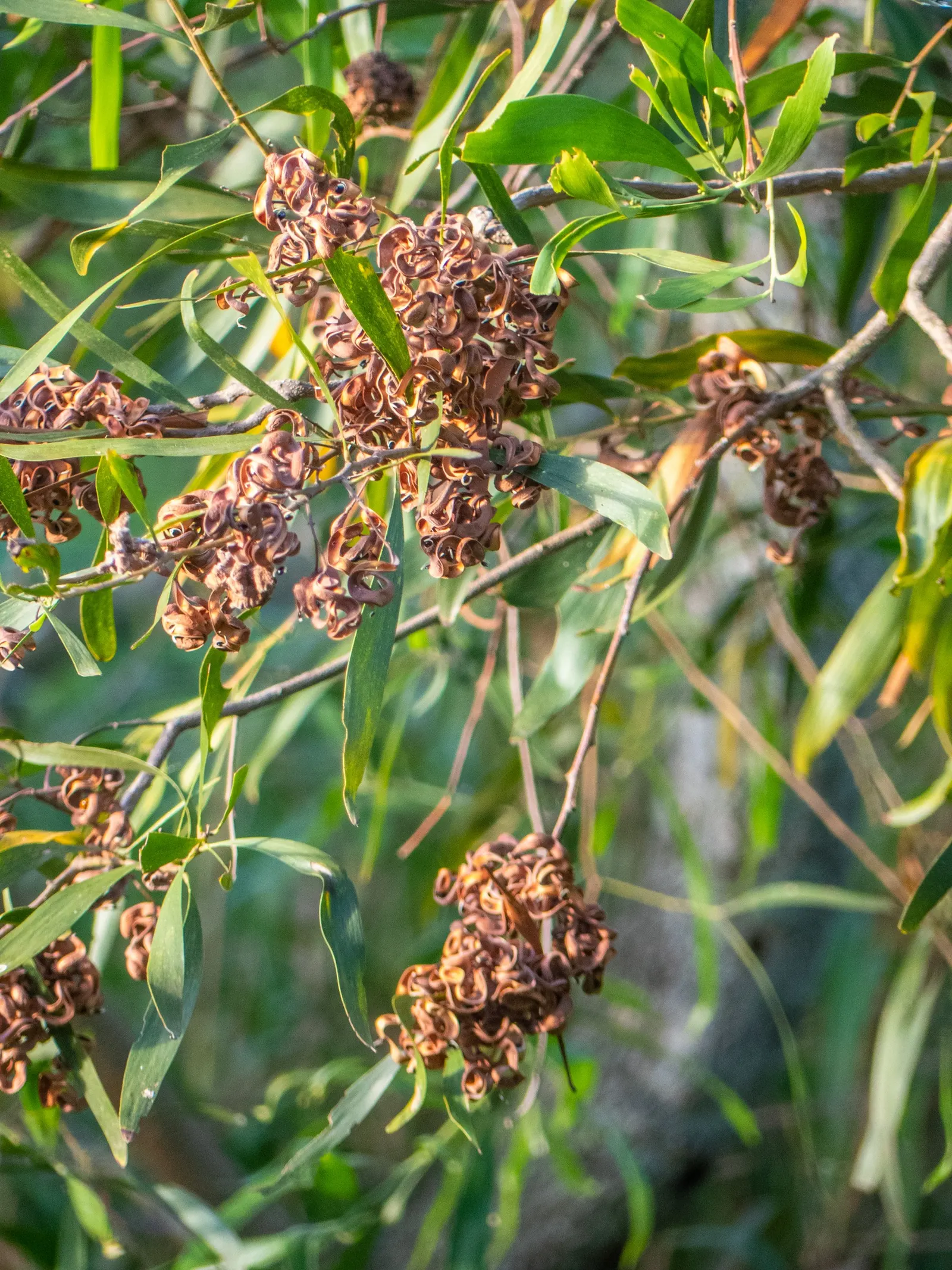 Blackwood Acacia (Acacia Melanoxylon) — Suited for USDA zones 9-11, it requires full sun to partial shade and well-drained soil; scientifically known as Acacia