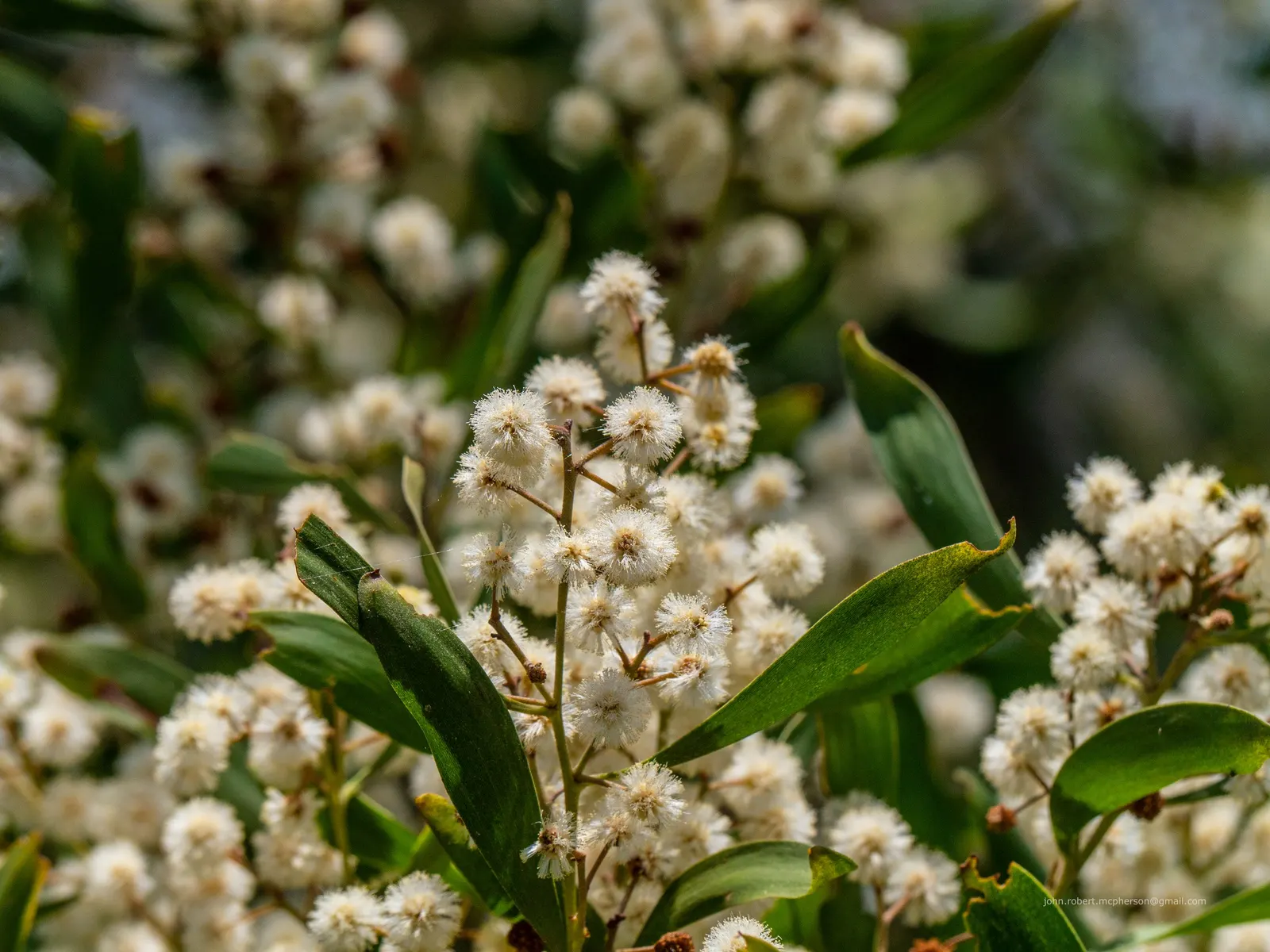 Blackwood Acacia (Acacia Melanoxylon) — It features dense, dark green foliage with a weeping habit and pale yellow flowers in spring; functioning both as an