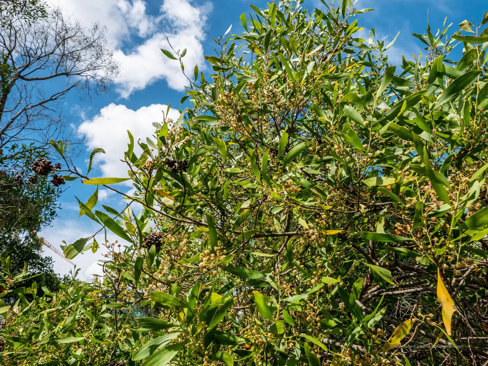 Blackwood Acacia (Acacia Melanoxylon) — fast-growing tree native to Australia