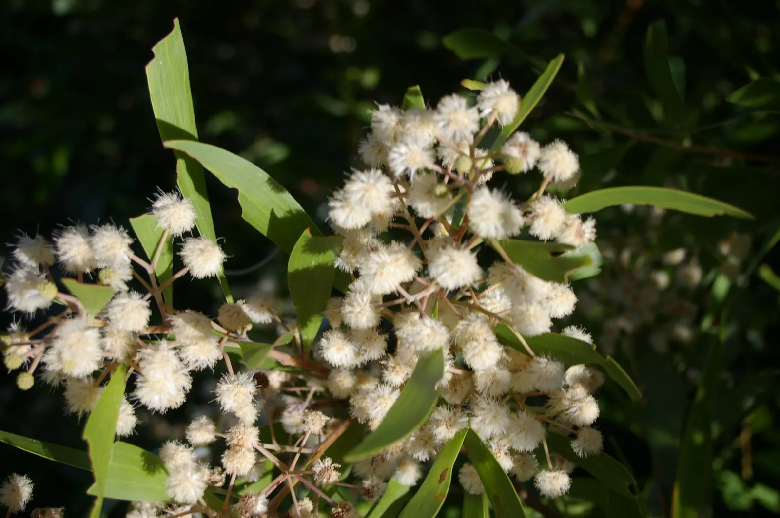 Blackwood Acacia (Acacia Melanoxylon) — scientifically known as Acacia melanoxylon; its drought tolerance is noteworthy, image 70