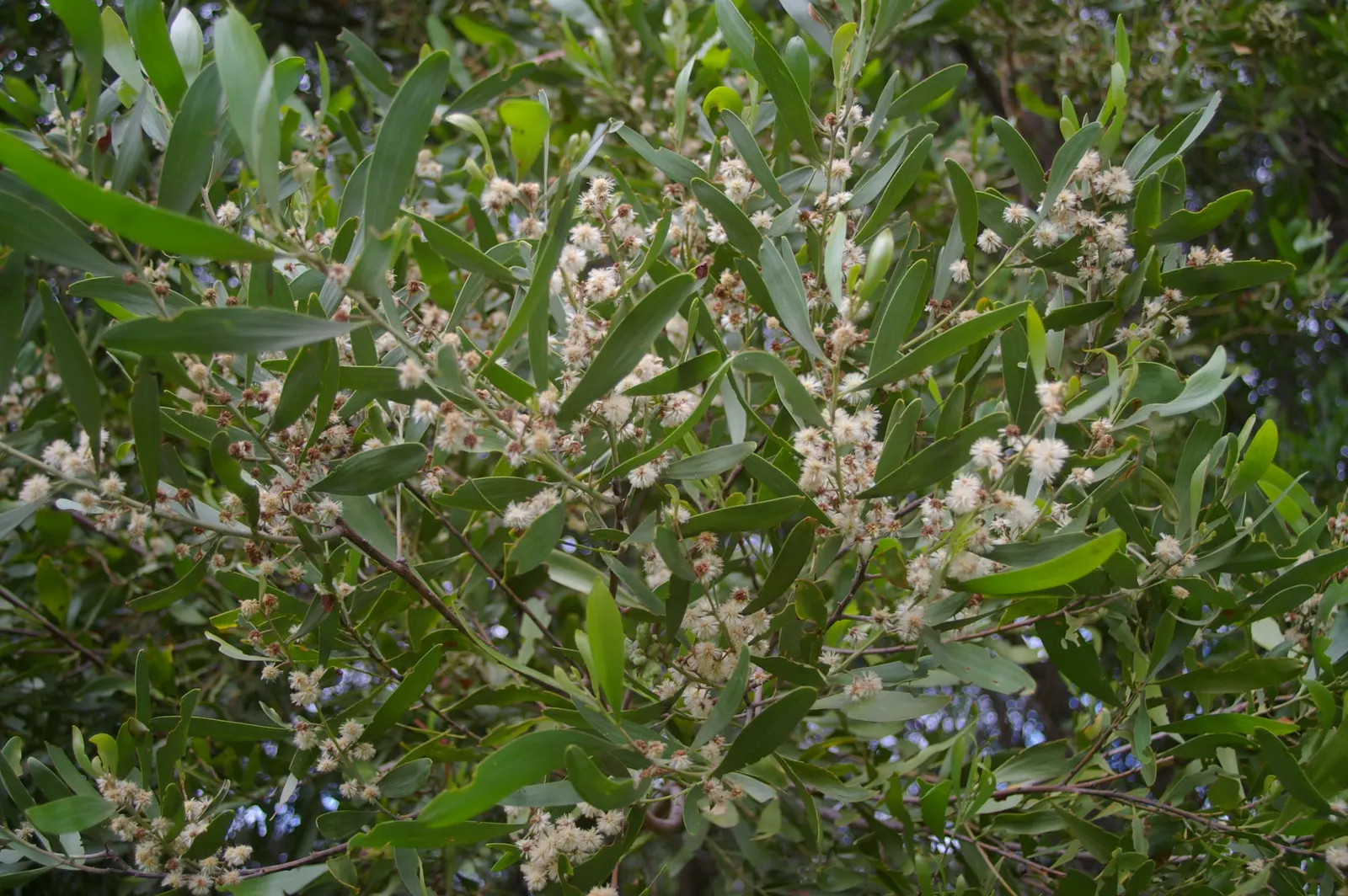 Blackwood Acacia (Acacia Melanoxylon) — It features dense, dark green foliage with a weeping habit and pale yellow flowers in spring; functioning, image 97