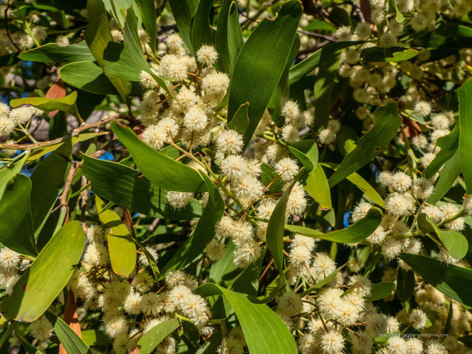 Blackwood Acacia (Acacia Melanoxylon) — the Acacia melanoxylon thrives in full sun conditions and is highly adaptable to various soil types; its, image 82