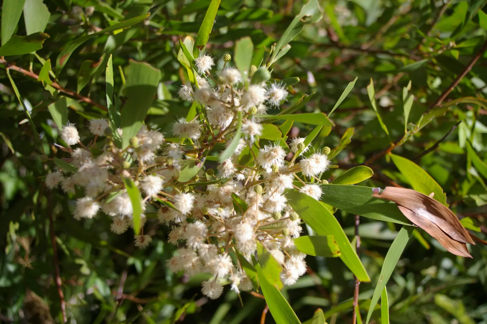 Blackwood Acacia (Acacia Melanoxylon) — These blooms are often followed by elongated seed pods; tree with white blooms, image 80