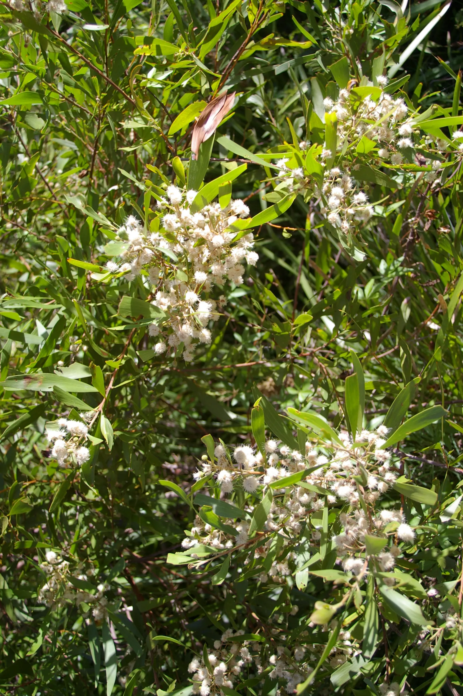 Blackwood Acacia (Acacia Melanoxylon) — Suited for USDA zones 9-11, it requires full sun to partial shade and well-drained soil