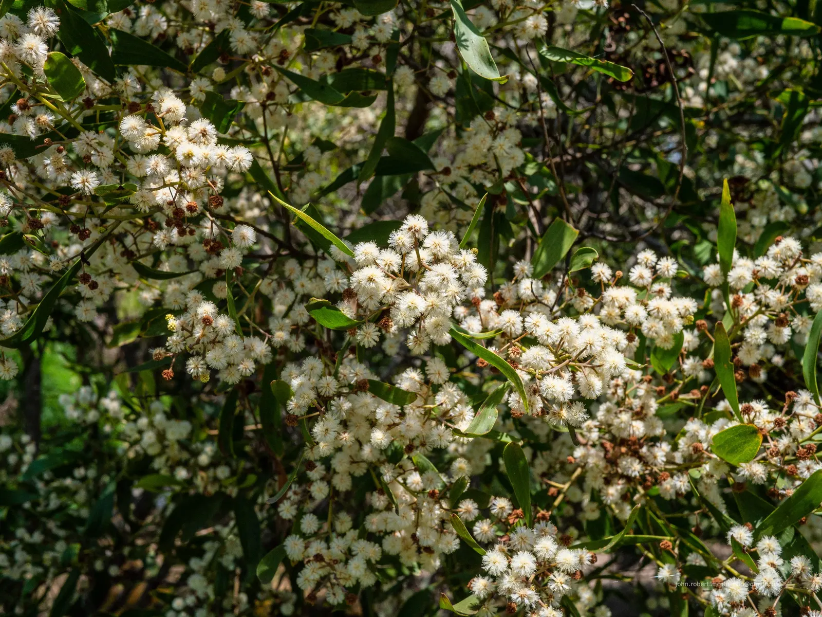 Blackwood Acacia (Acacia Melanoxylon) — Caution: potentially invasive, it may require maintenance to control spread; each measuring up to 4 inches, image 69