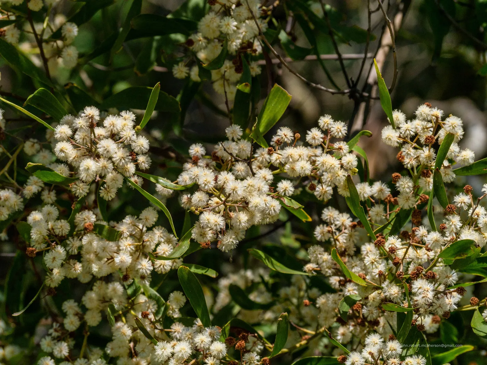 Blackwood Acacia (Acacia Melanoxylon) — tree with white blooms