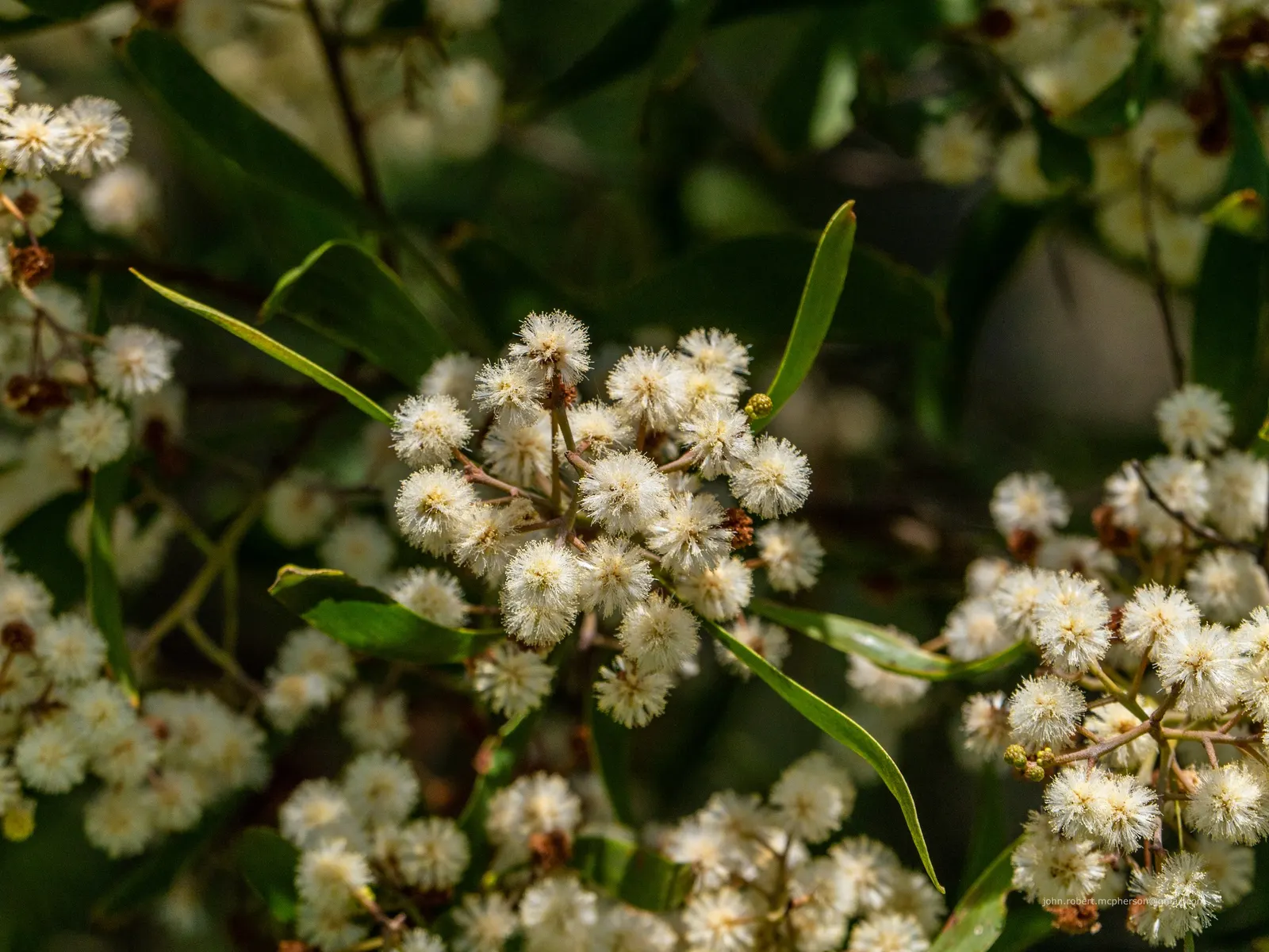 Blackwood Acacia (Acacia Melanoxylon) — Its growth rate is moderately fast; solitary specimen and as part of a mixed screen or windbreak, image 75