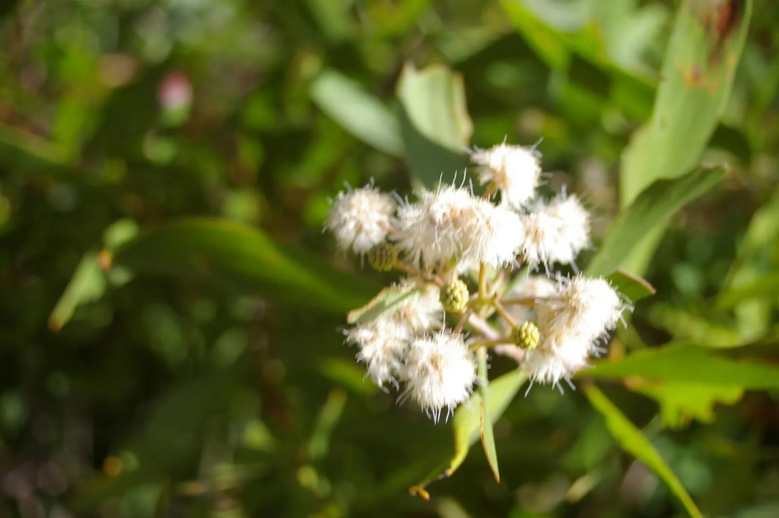 Blackwood Acacia (Acacia Melanoxylon) — functioning both as an elegant; adding a splash of color and interest, image 87