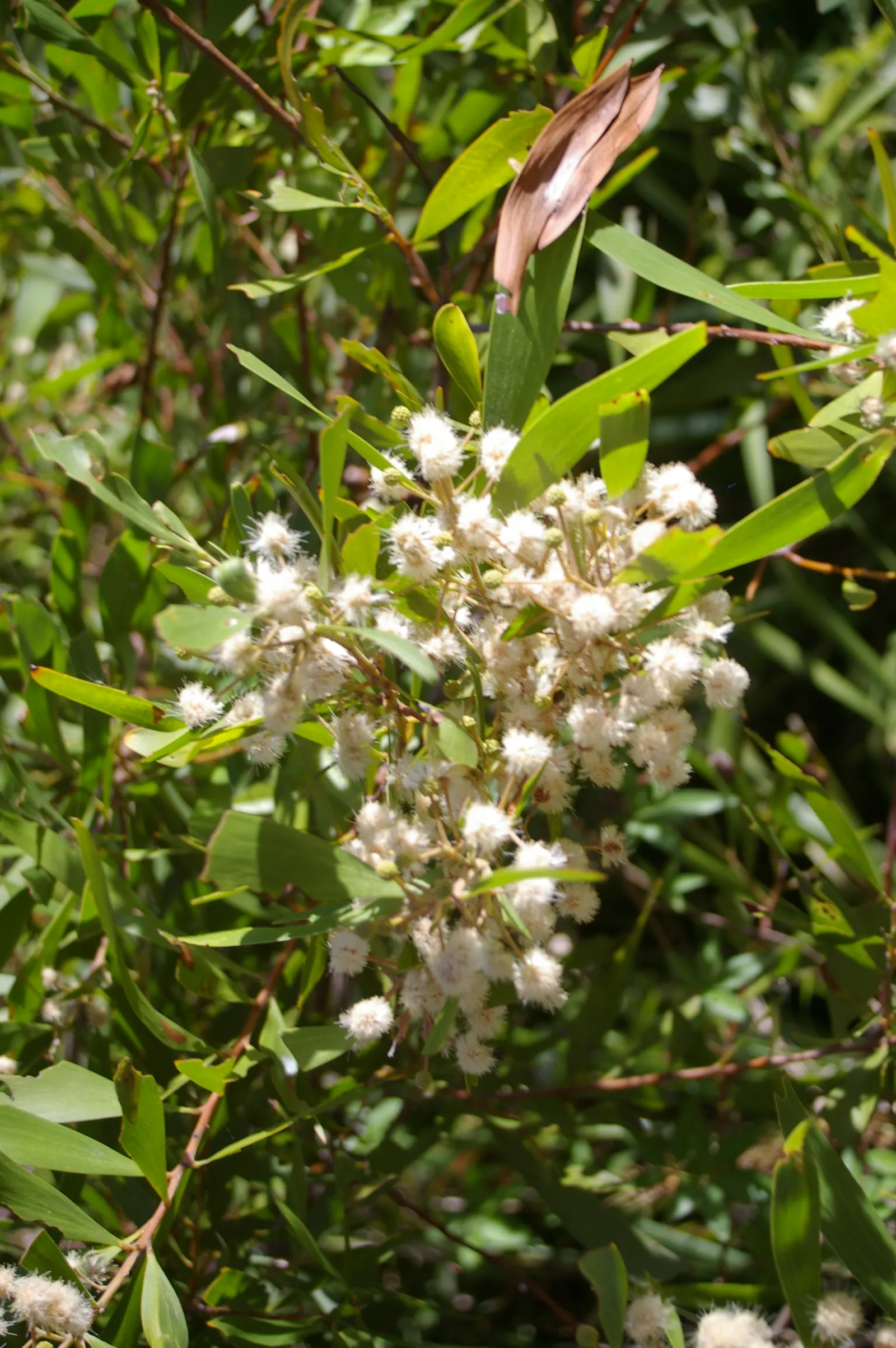 Blackwood Acacia (Acacia Melanoxylon) — the Blackwood Acacia is adorned with fragrant, image 78