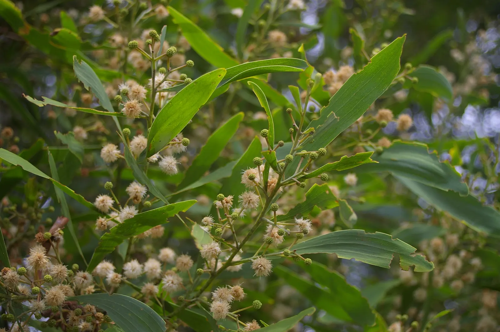Blackwood Acacia (Acacia Melanoxylon) — making it a versatile choice for diverse landscapes; originating from southeastern Australia, image 86