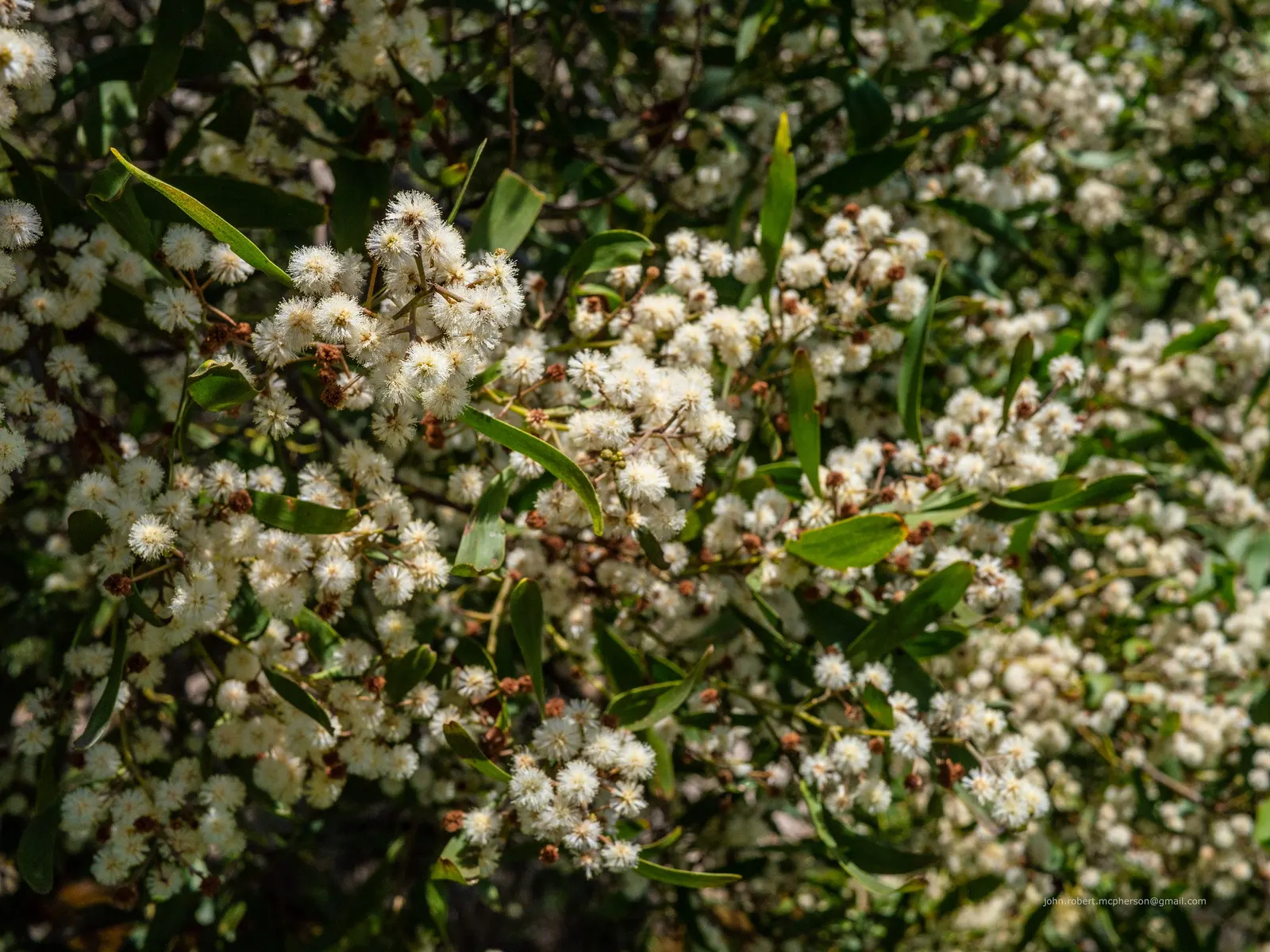 Blackwood Acacia (Acacia Melanoxylon) — Its wood is prized for fine furniture; blackwood Acacia (Acacia melanoxylon) is an evergreen, image 67